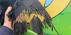 Vogelquäler erwischt Krähe! Pfotenhilfe erhöht Prämie