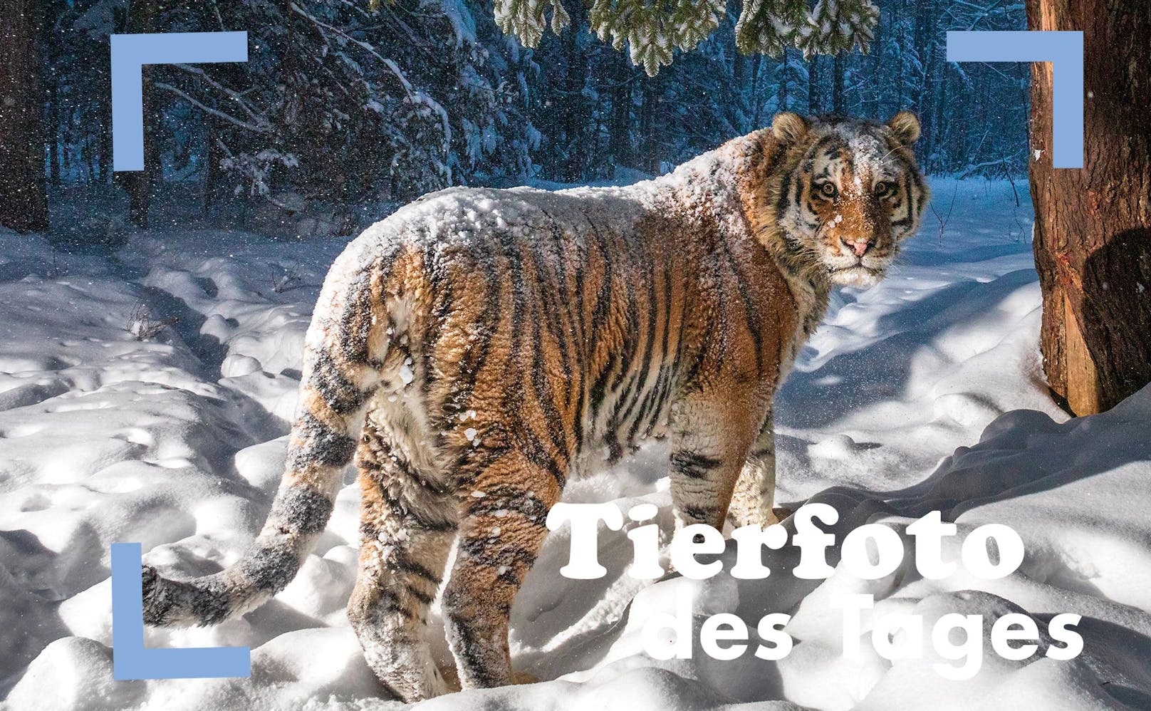 Dieser anmutige Sibirische Tiger ging in eine Fotofalle. Für den Fotografen war dies natürlich ein Highlight. 