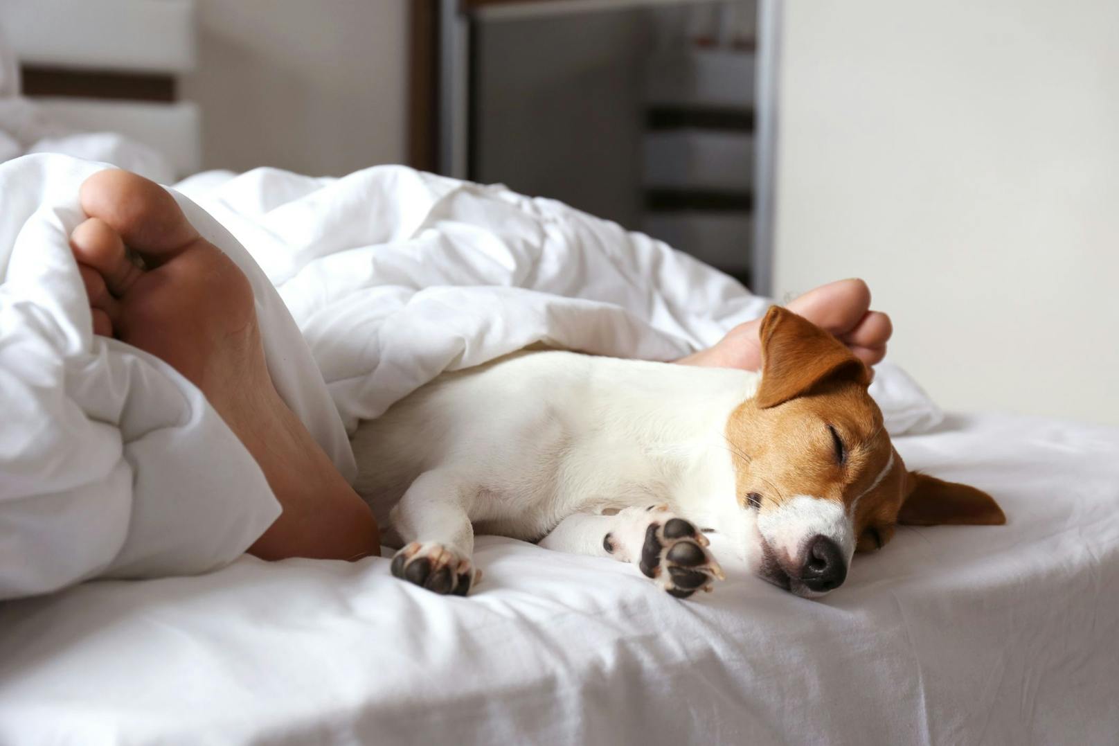 <strong>Der Hund schläft bei dir</strong>: Hier lassen wir einmal das gewählte Schlafarrangement beiseite. Ob im Bett oder nicht - wenn der Hund in der Nacht so nah wie möglich - auch neben dem Bett - bei dir schläft, ist dies ebenfalls ein großes Zeichen von Zuneigung und zeugt vor allem von Vertrauen.&nbsp; 