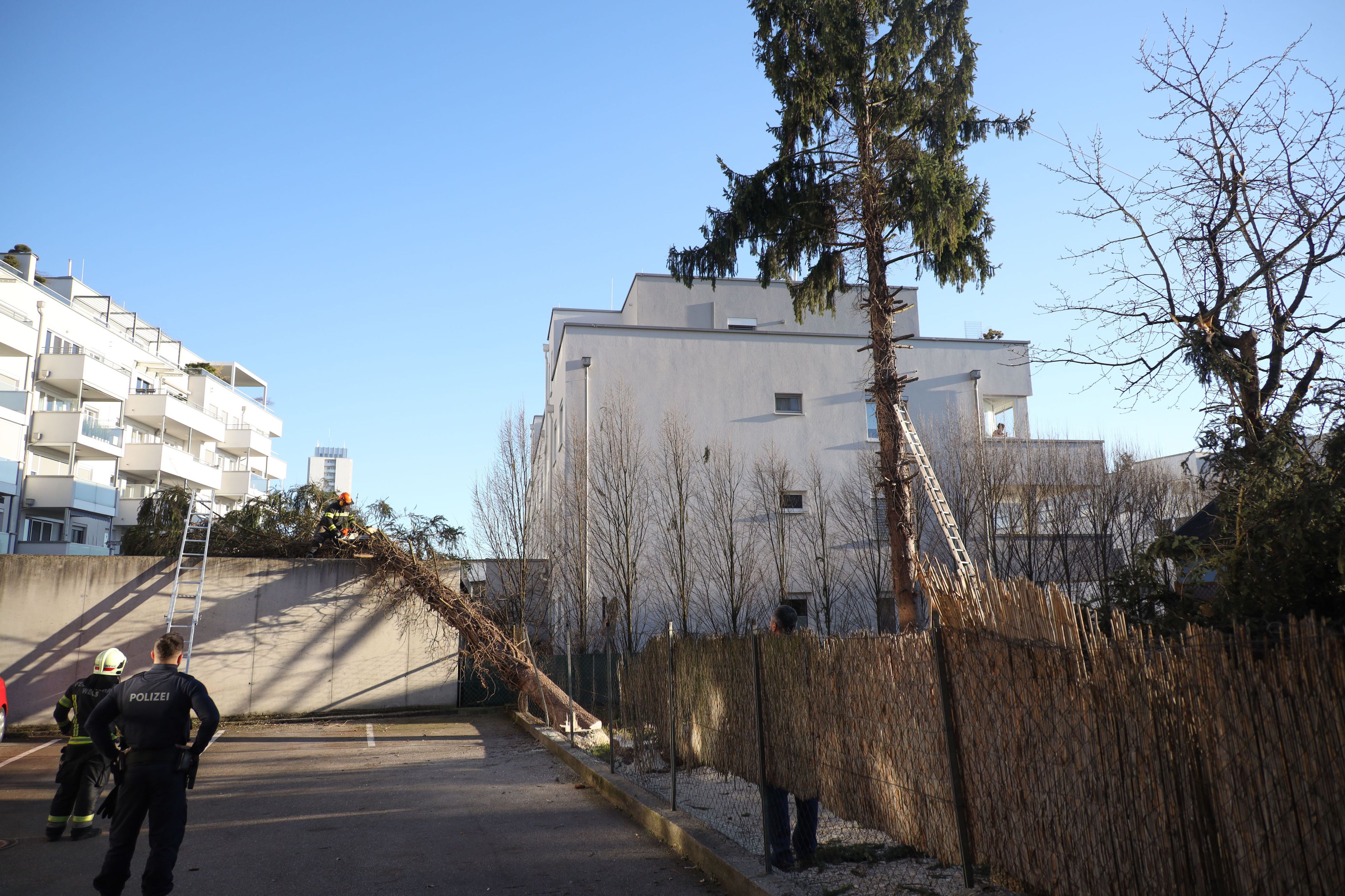 Der Baum fiel in die falsche Richtung.
