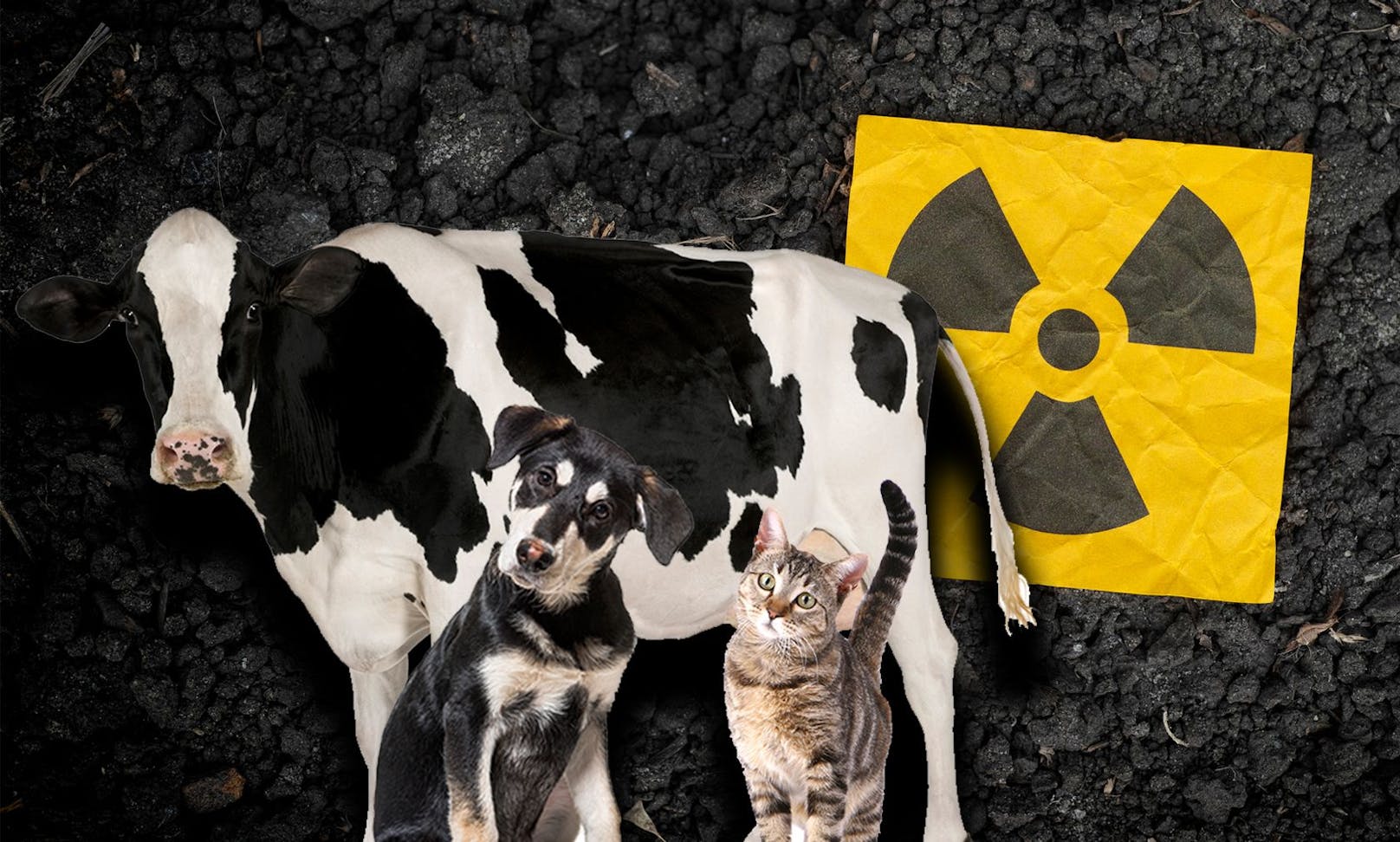Wie verhalte ich mich als Haustierbesitzer bei einem nuklearen Ernstfall? 