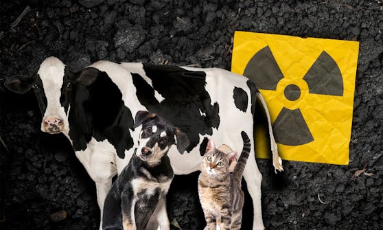 Wie verhalte ich mich als Haustierbesitzer bei einem nuklearen Ernstfall? 