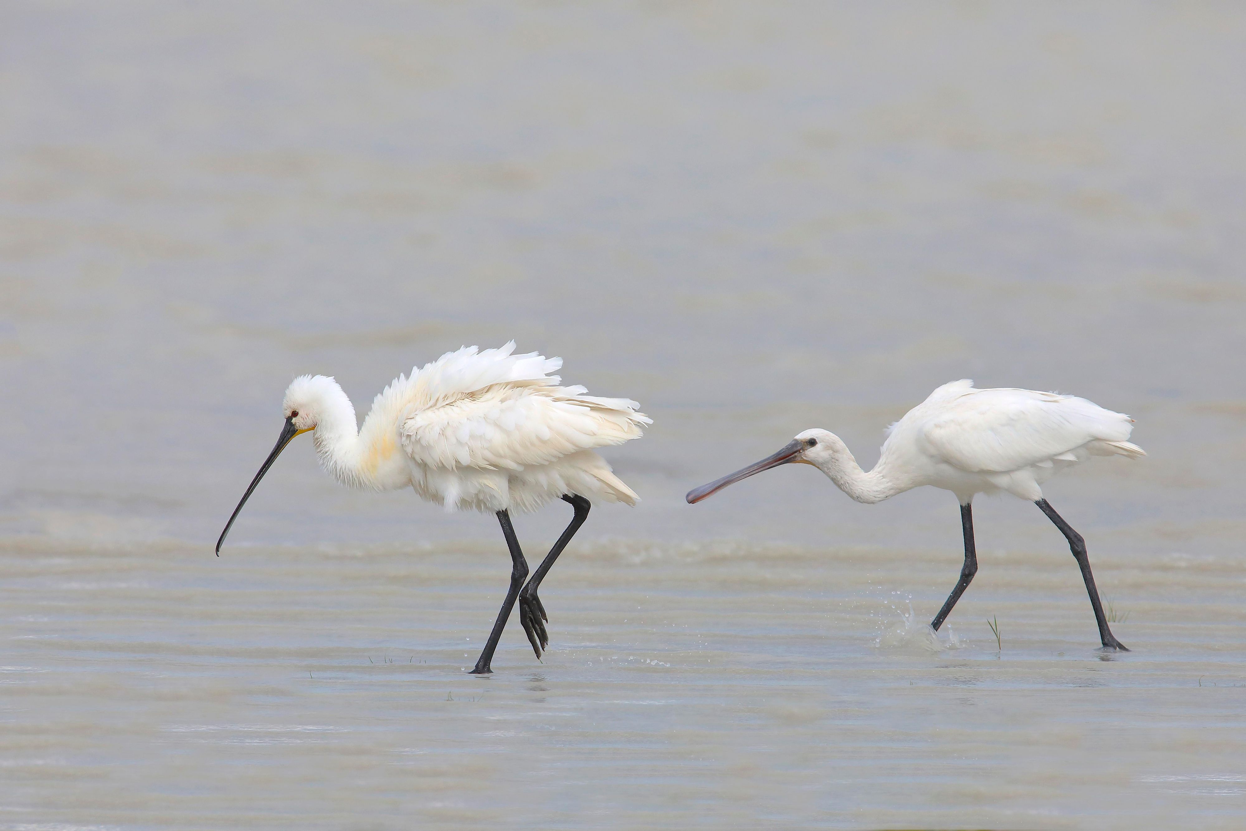 Der Neusiedlersee verliert stetig an Wasser.