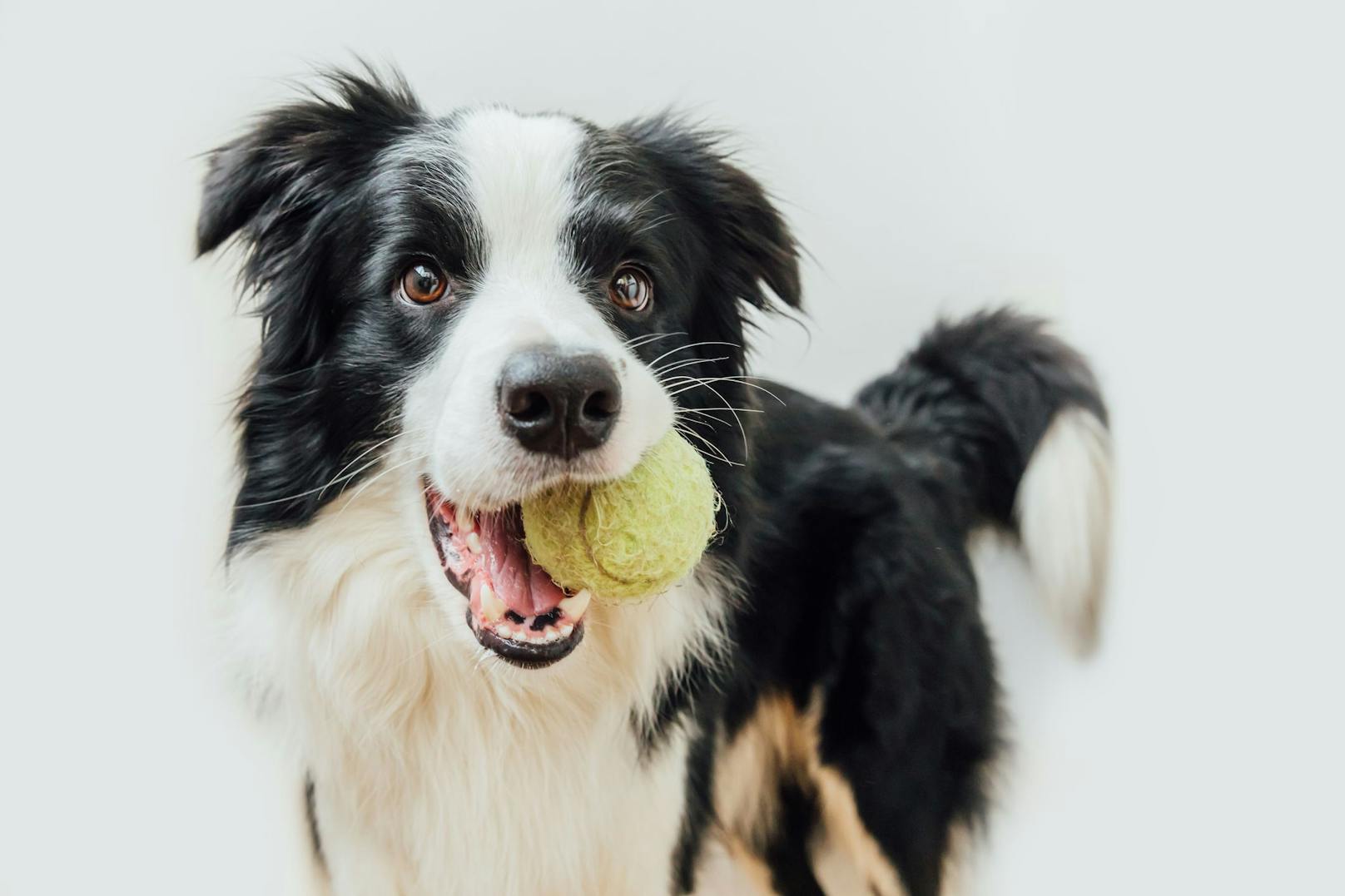 <strong>Geschenke bringen</strong>: Schmuck wird dir dein Hund keinen kaufen, aber eine Geste für große Zuneigung ist z.B. wenn dir der Hund abseits von Spaß und Spiel sein Lieblingsspielzeug bringt. 