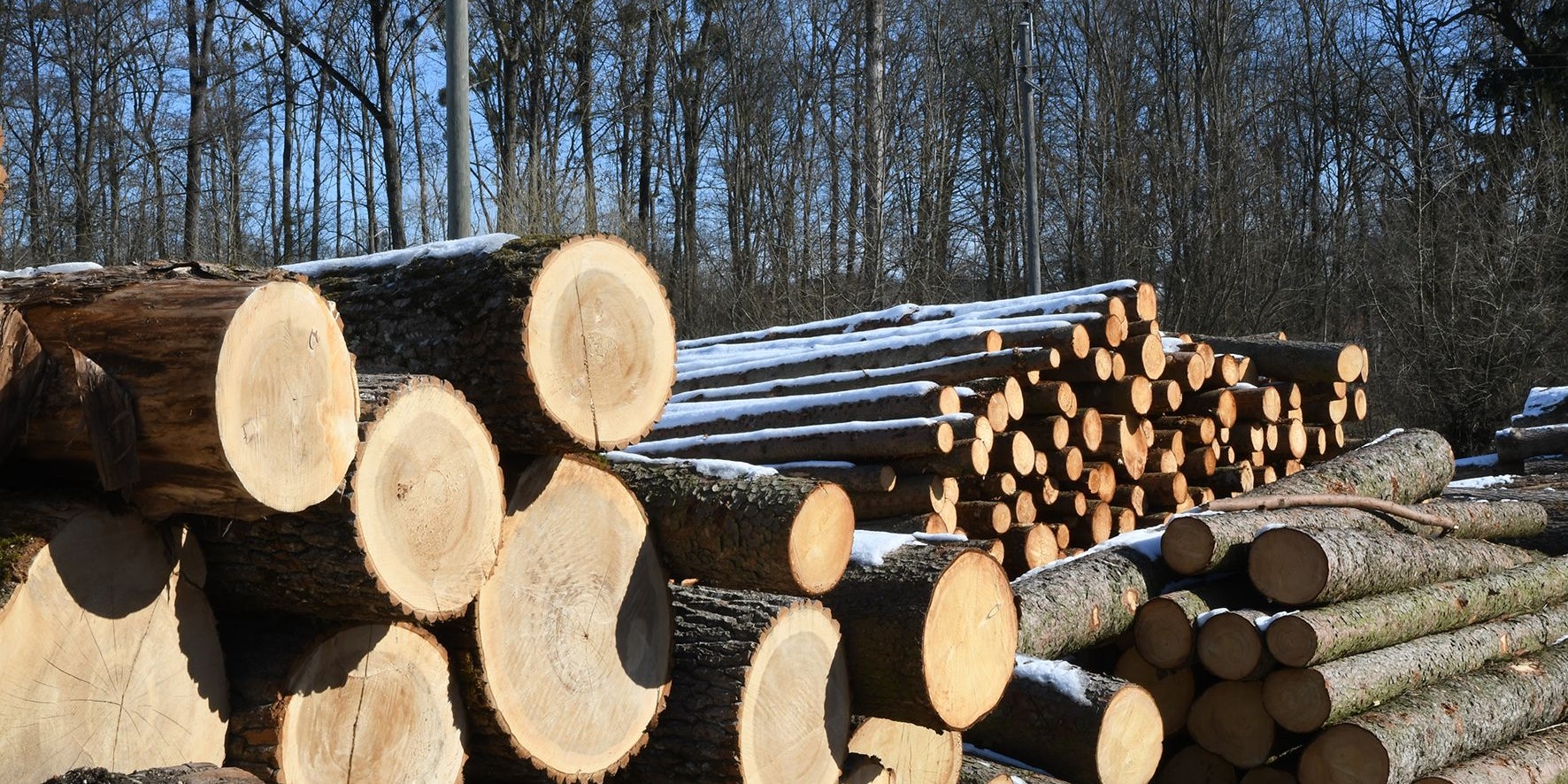 Der Arbeiter war gerade mit Holzarbeiten beschäftigt, als er mit einer Motorsäge in der Hand abstürzte. (Symbolbild)