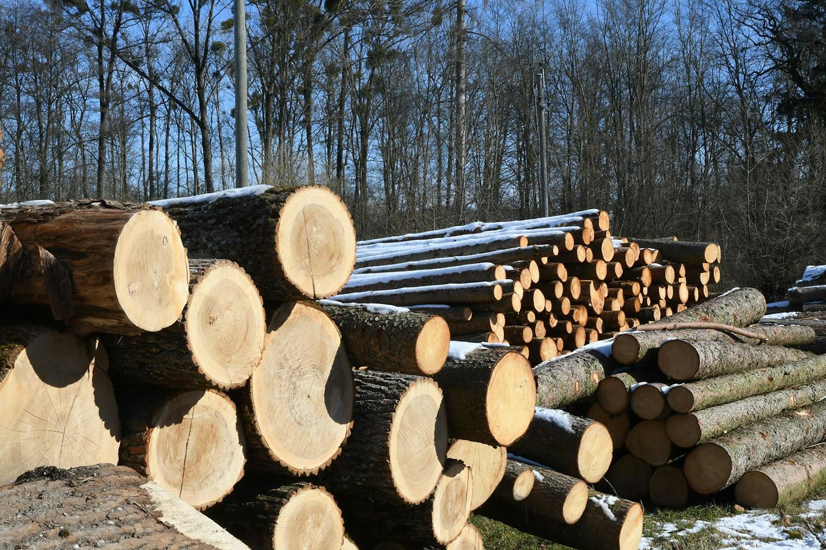Über Baumstamm gestürzt – Frau stirbt bei Forstarbeiten