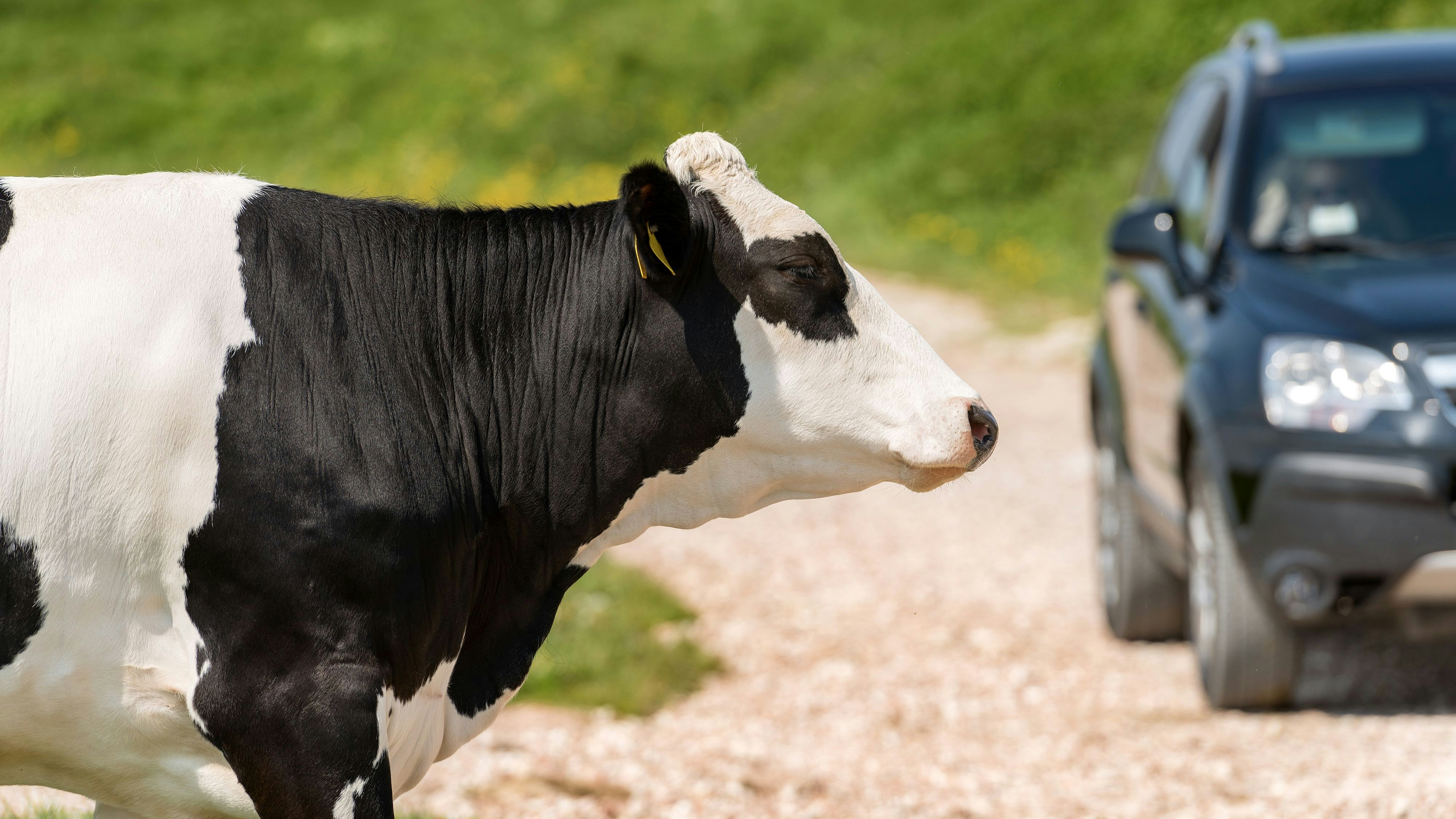 Black and white cow that is crossing a dirt road while a car comes, Italian Alps
