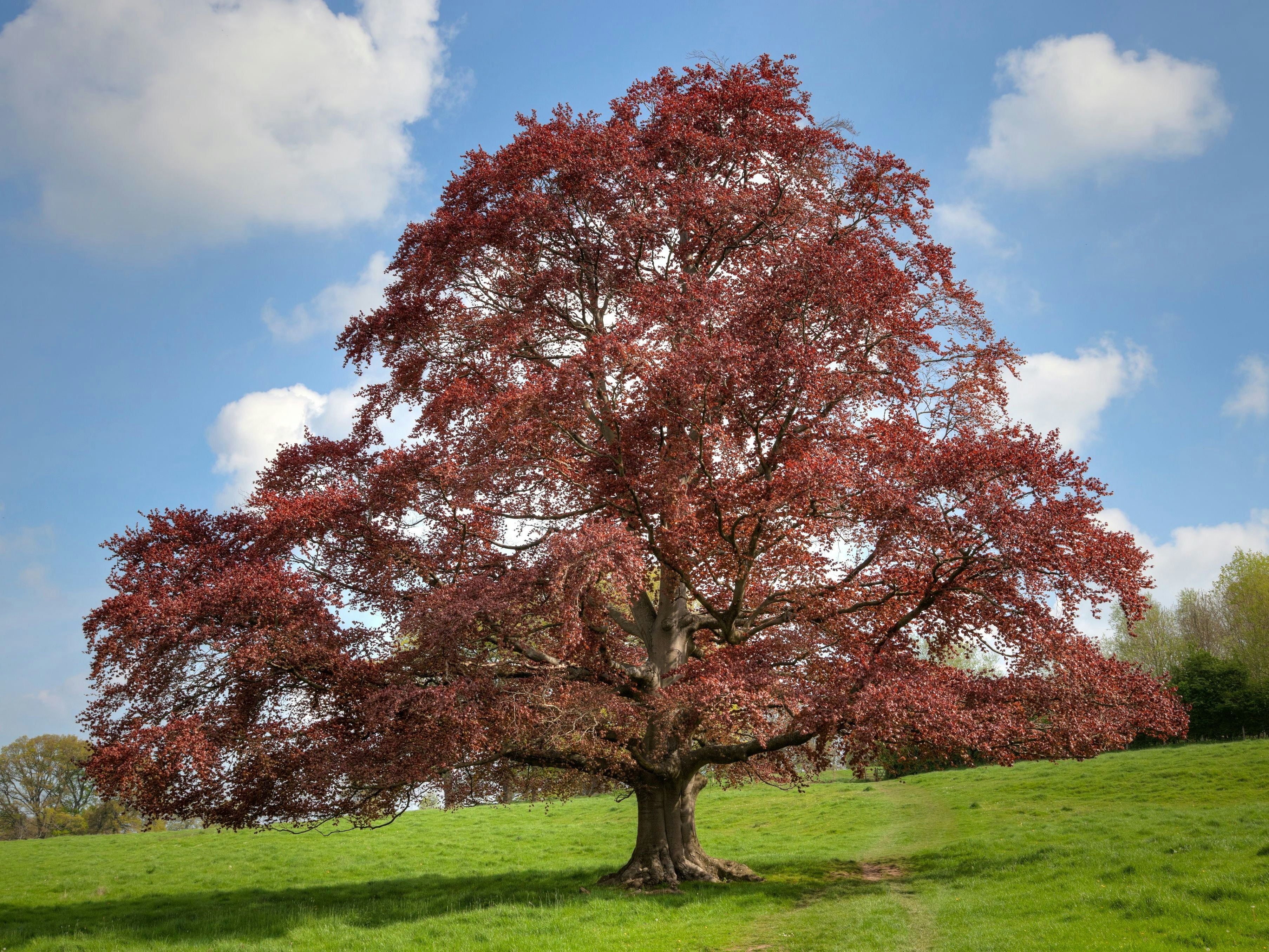 Mature Fagus sylvatica (Copper Beech) tree, England.