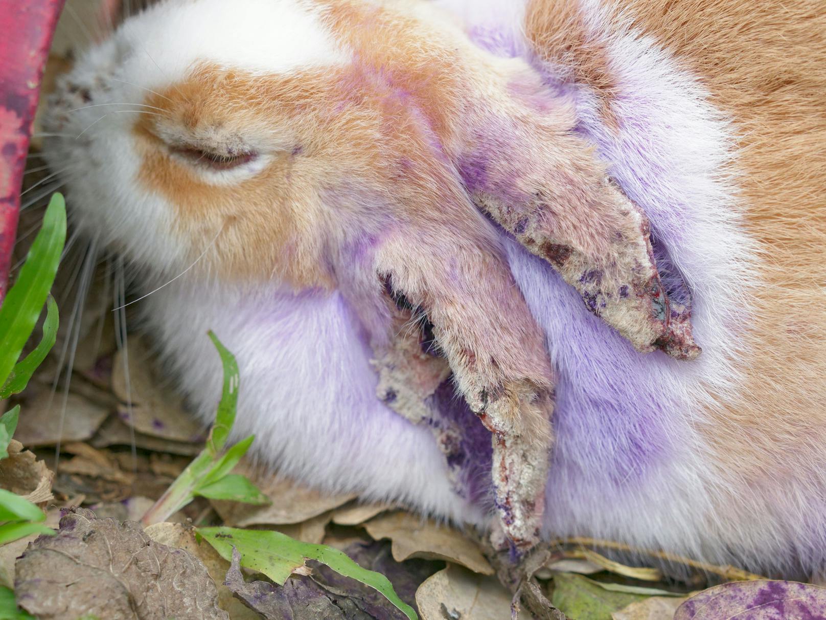 Drei tote Kaninchen wurden in einem Käfig entdeckt (Symbolbild).