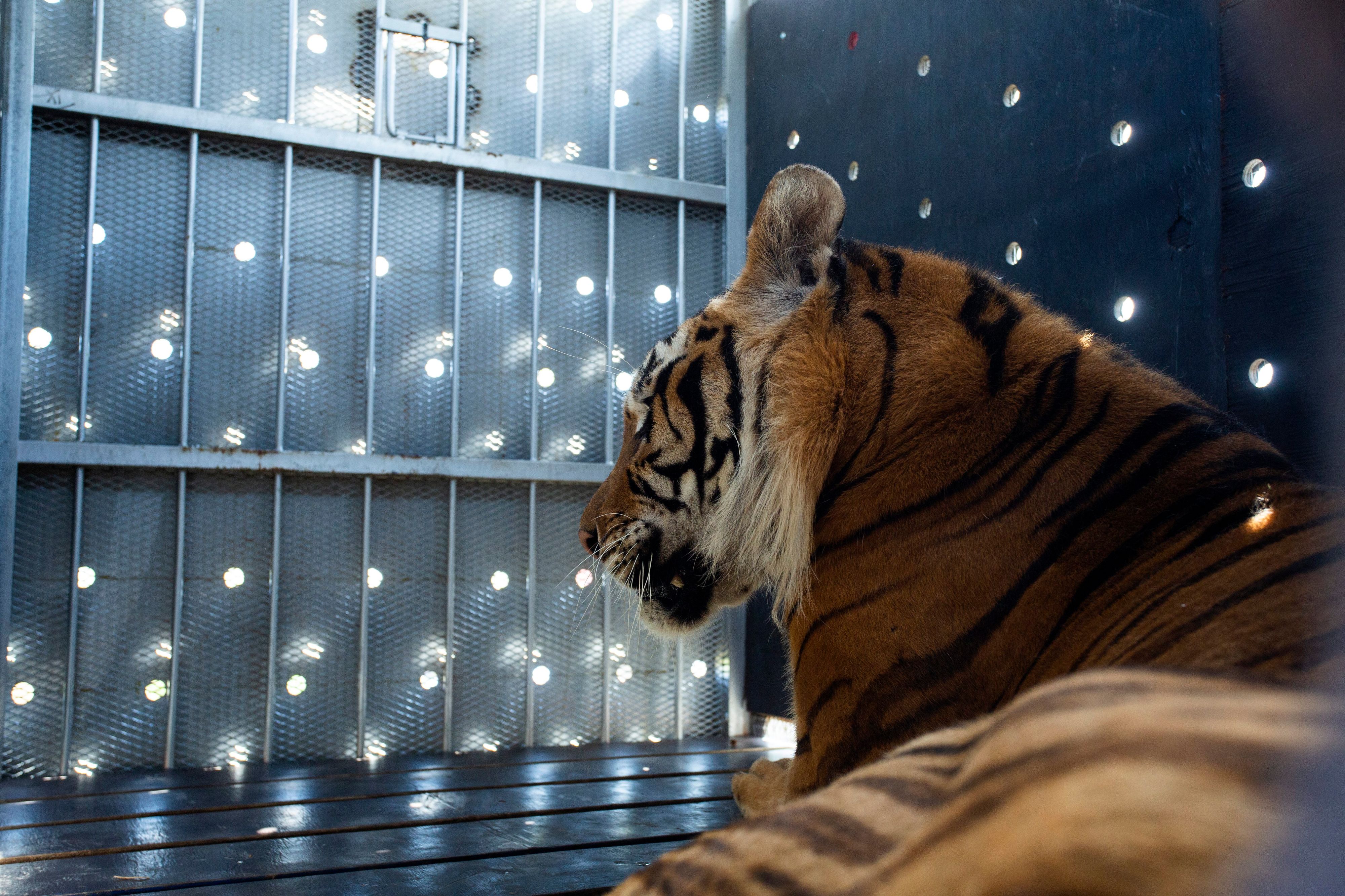 Nach 15 Jahren war es am 09. März endlich soweit. Die Waggon-Tiger durften endlich ausreisen. 