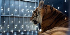 15 Jahre Zugwaggon - Tiger auf dem Weg nach Südafrika
