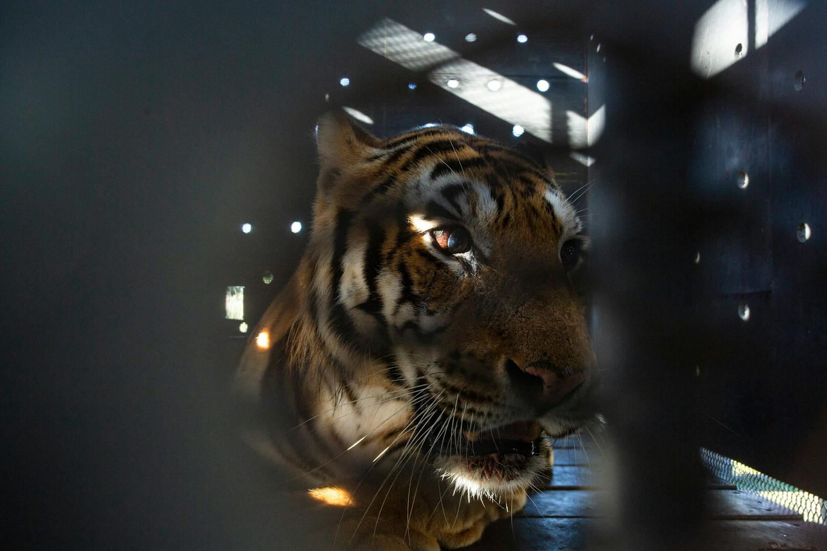 Indem die Tiger dadurch freiwillig in die Transportboxen stiegen, konnte der potenzielle Risikofaktor einer Narkose vermieden werden.