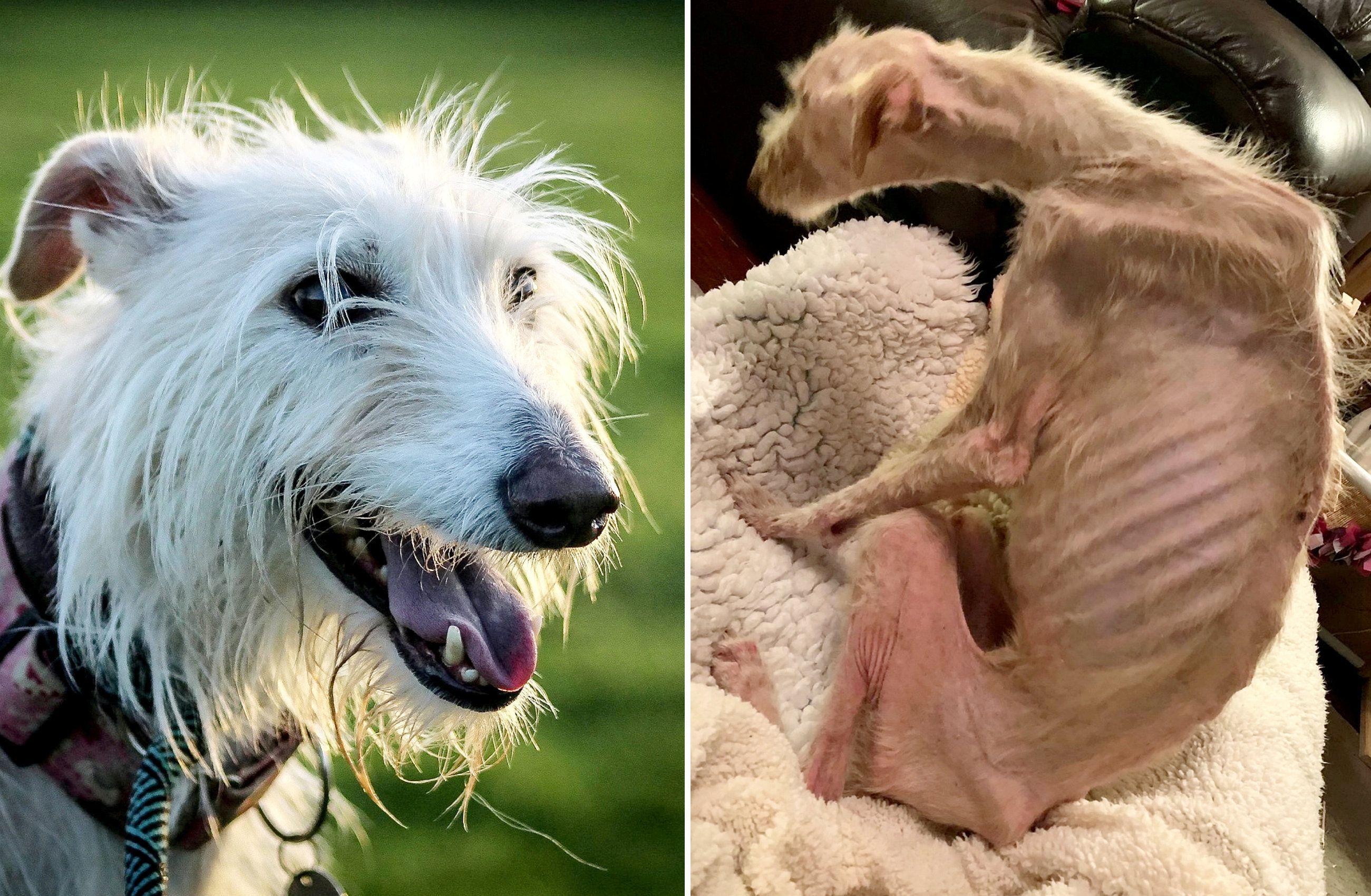 Die ehemaligen Besitzer des Luchers "Tiggy" ließen sie systematisch verhungern. 