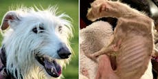 Hundebesitzer ließen "Tiggy" systematisch verhungern!