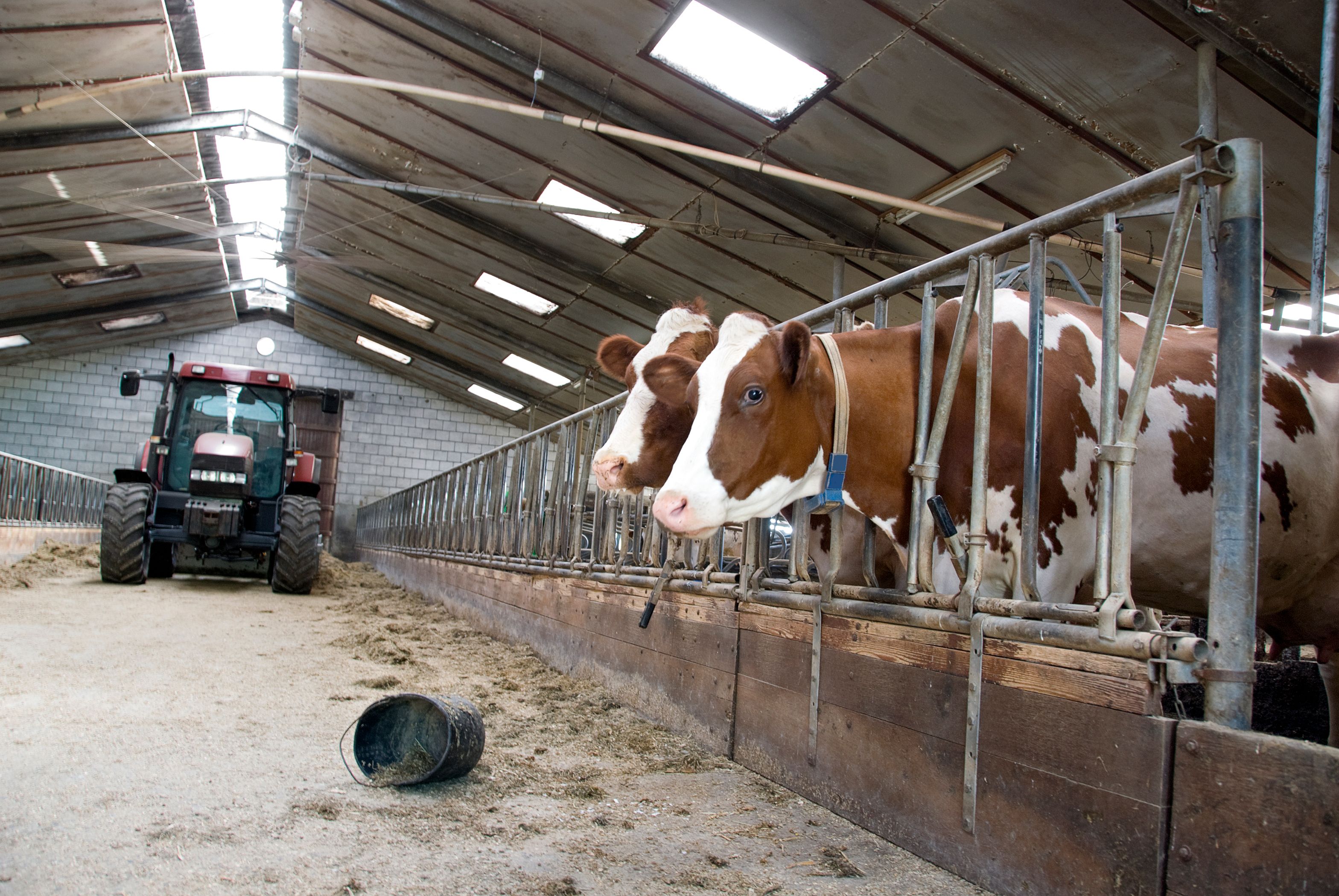 Der Unfall ereignete sich im Kuhstall des Landwirtes. Symbolbild. 