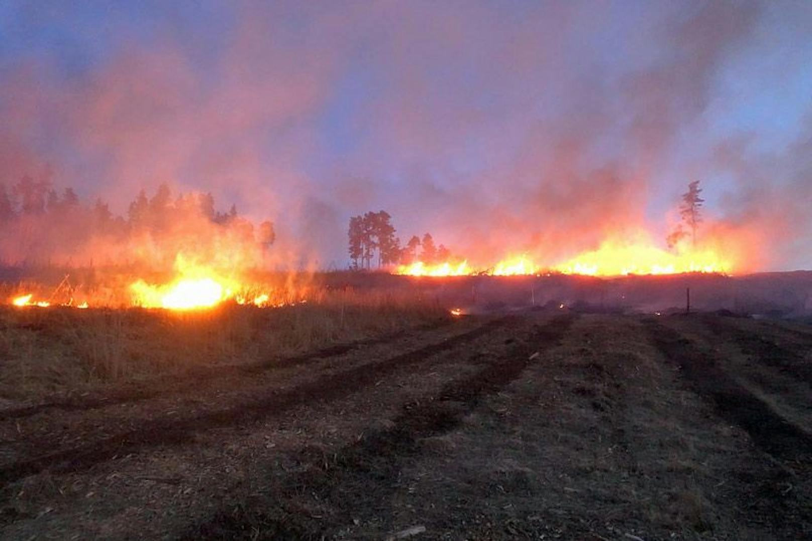 20 Hektar Wald brannten in Modsiedl ab. 