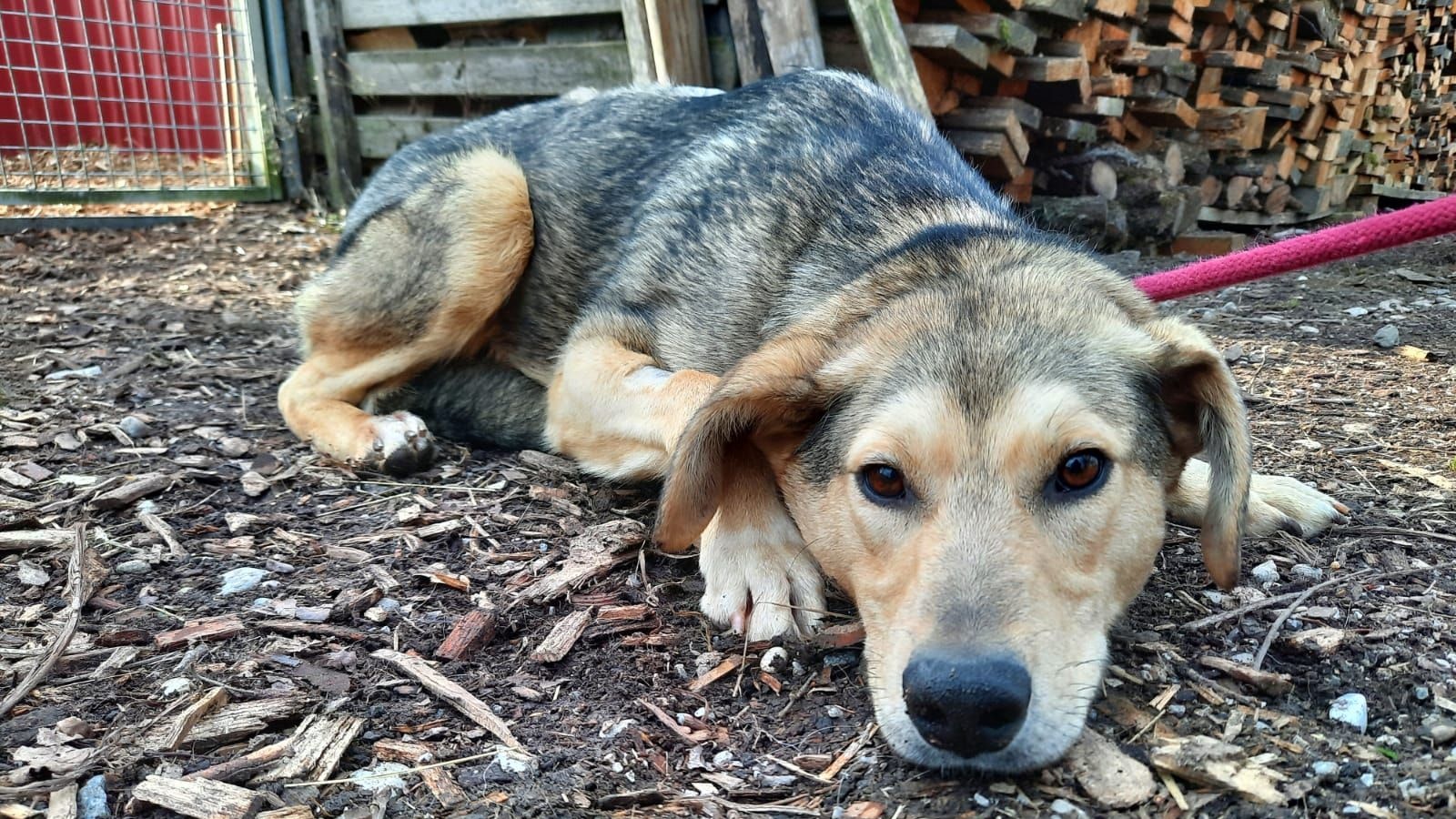Der knapp zweijährige "Lucky" hatte Glück im Unglück. 