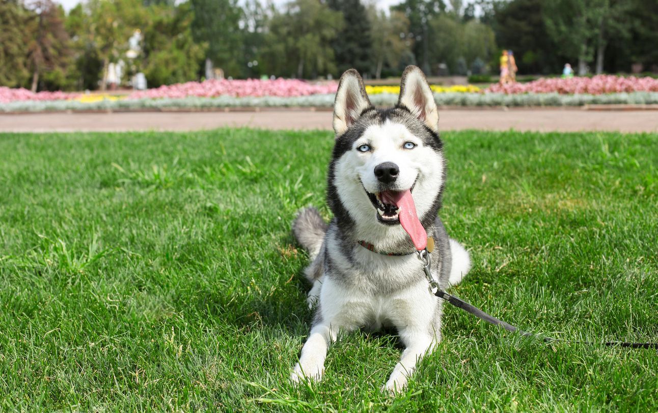 Die Husky-Hündin ist jetzt wieder zu Hause.