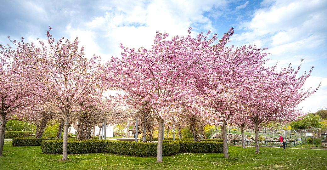Der Frühling kommt: Saisonstart für die Blumengärten Hirschstetten.
