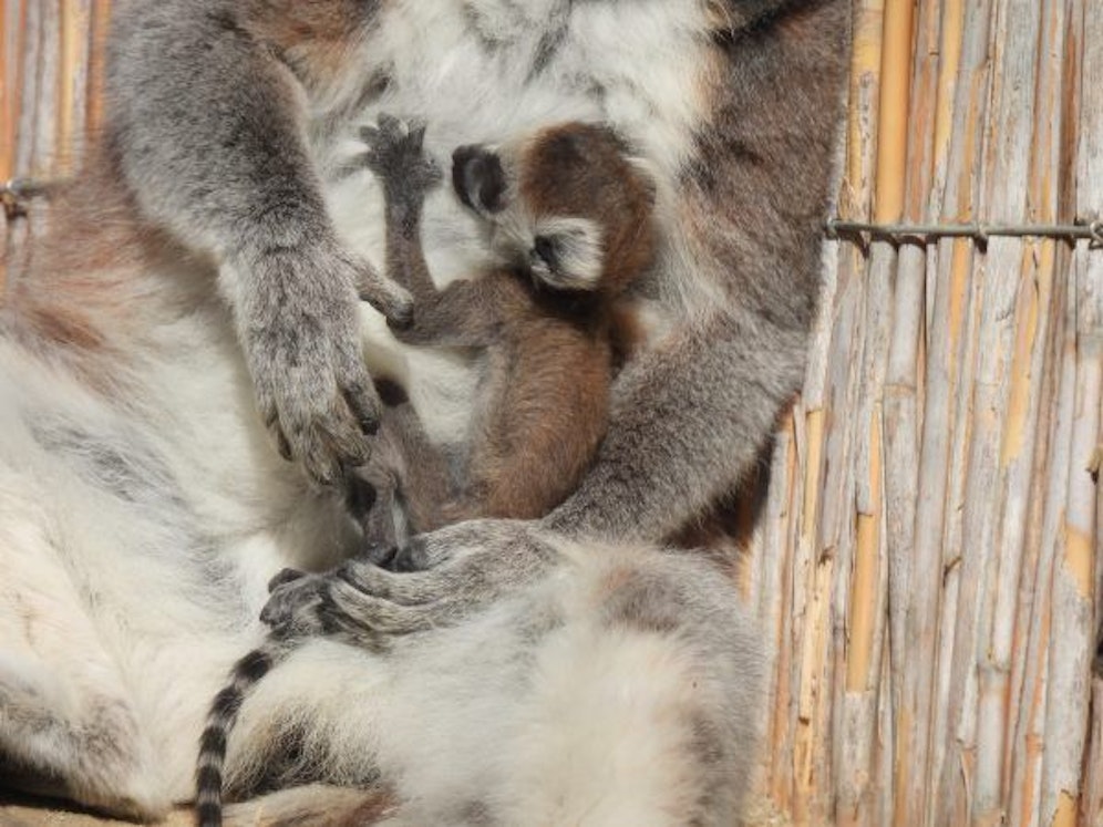 Drei Tage ist das Kattababy alt.