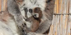 Babys im Zoo Schmiding – Kattas zeigen Nachwuchs