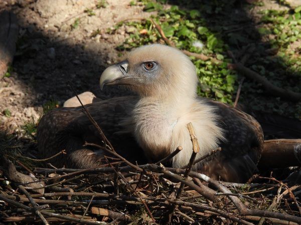 Auch die Gänsegeier brüten schon fleißig.