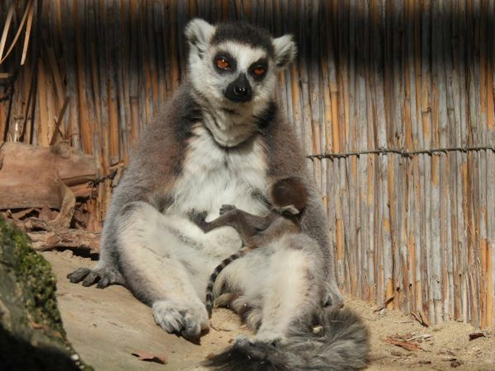 Kattas sind auf Madagaskar lebende Lemuren.