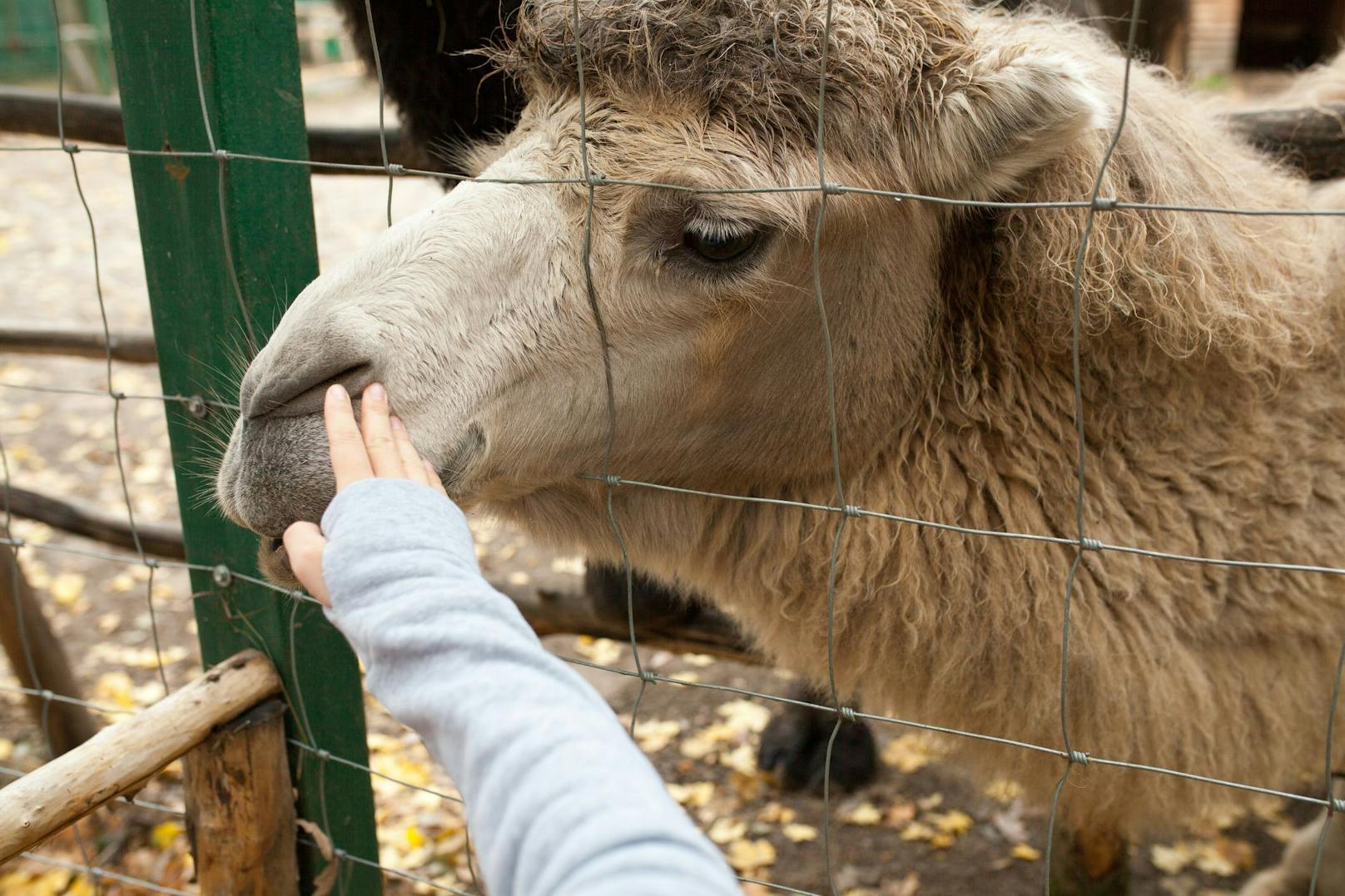 Ein Kamel wird durch den Zaun seines Geheges in einem Zoo von einem Besucher gestreichelt. (Symbolbild)