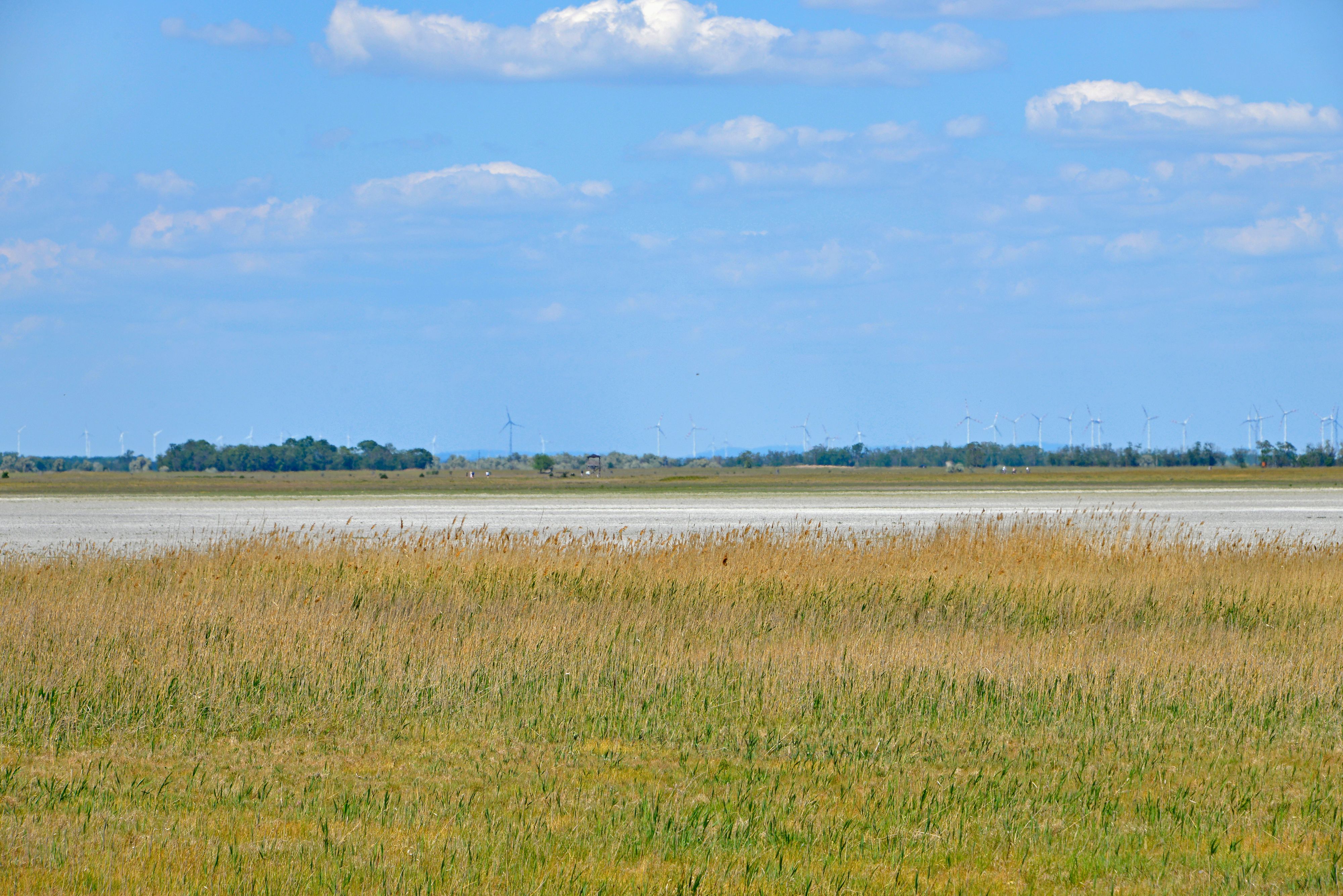 Seewinkel, Burgenland. Trockenheit sowie ein sinkender Grundwasserspiegel lässt die Lange Lacke&nbsp;im Nationalpark Neusiedler See austrocknen.