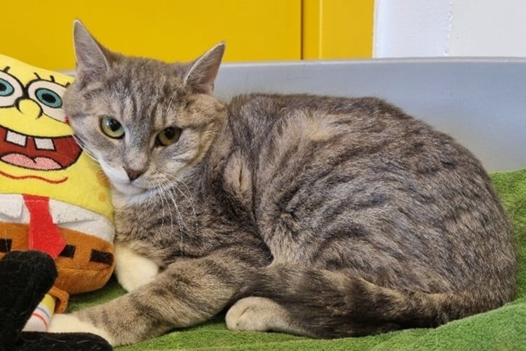 Fridolin ist derzeit noch im Dechanthof in Mistelbach.