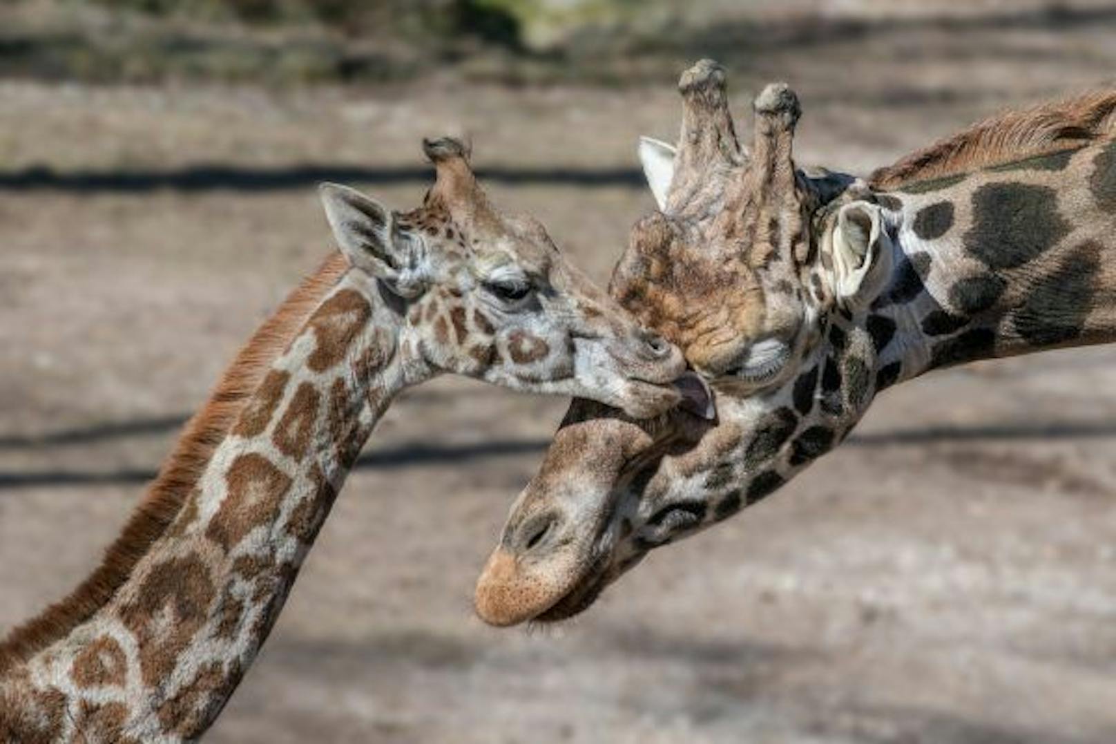 Besucherliebling ist Giraffenbulle "Nuka".