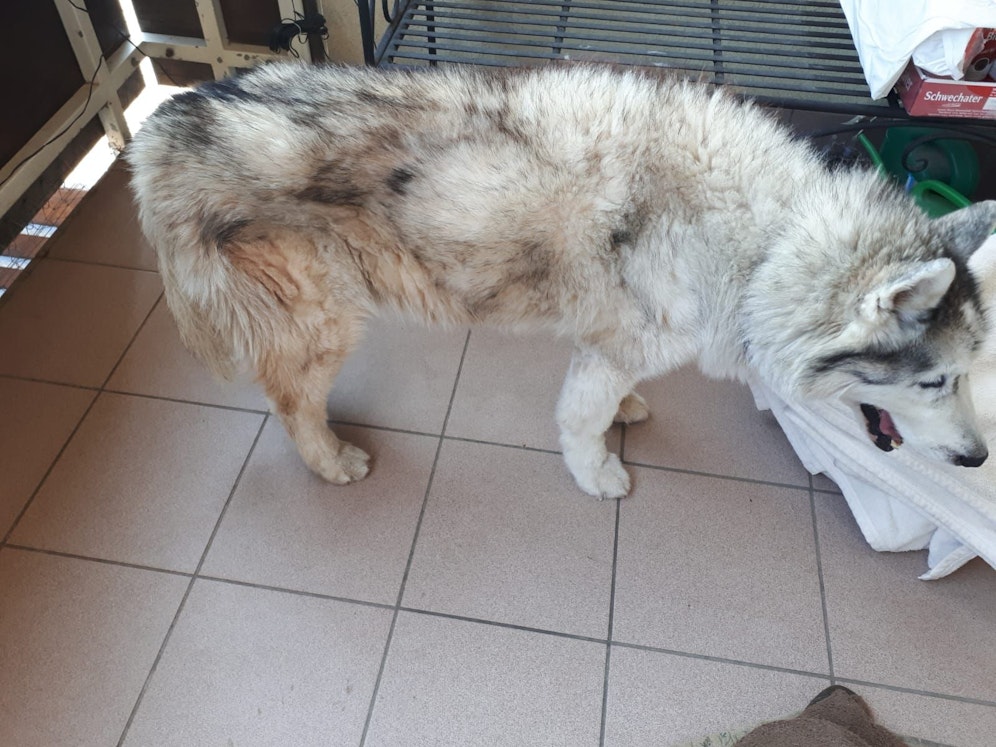 Husky mager (Symbolfoto; Hund ist im 15. Lebensjahr und altersbedingt mager)