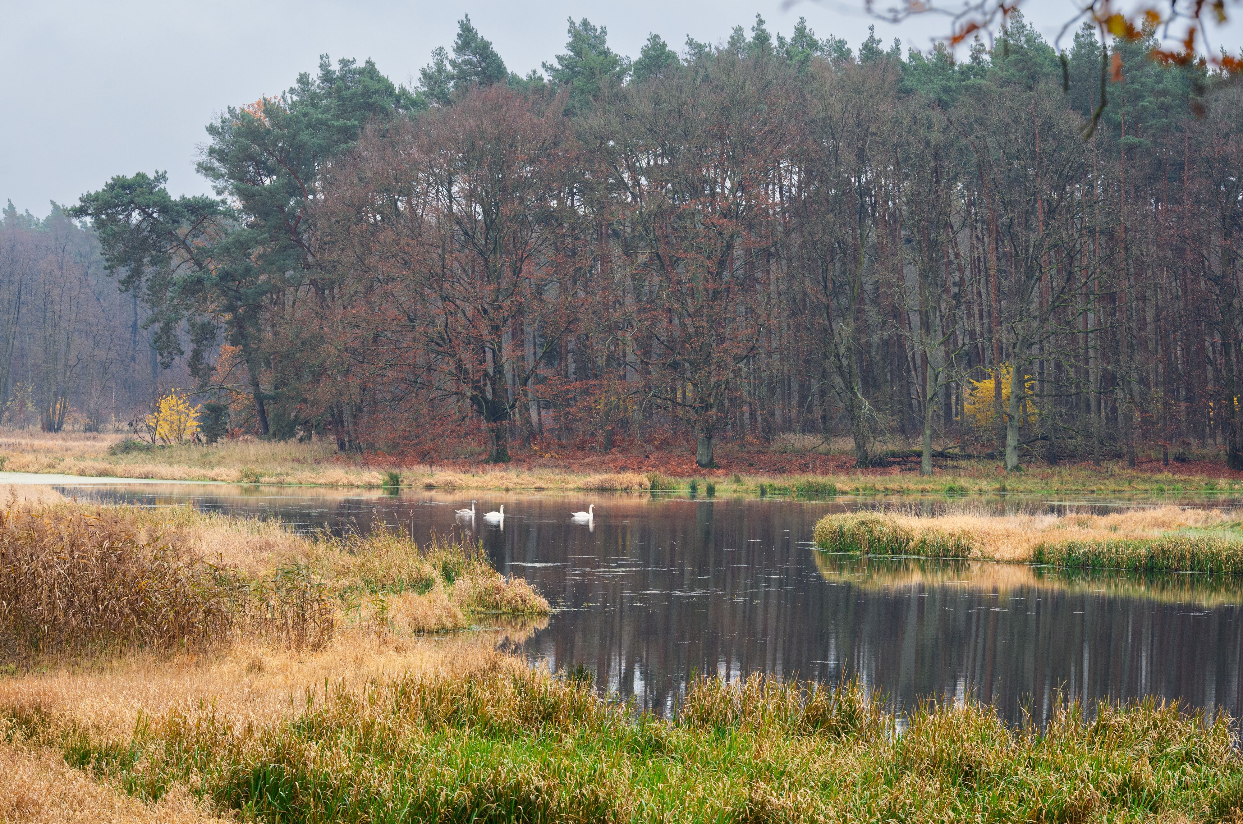 Moorlandschaften sind nicht nur reich an Biodiversität und hübsch anzusehen, sie speichern auch enorme Mengen an CO2 und sind daher für den Klimaschutz bedeutsam.