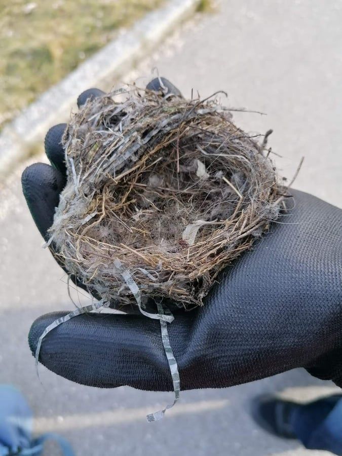 In Traun liegt so viel Müll herum, dass Vögel damit sogar Nester bauen. Doch das kann für die Jungvögel zur tödlichen Gefahr werden.