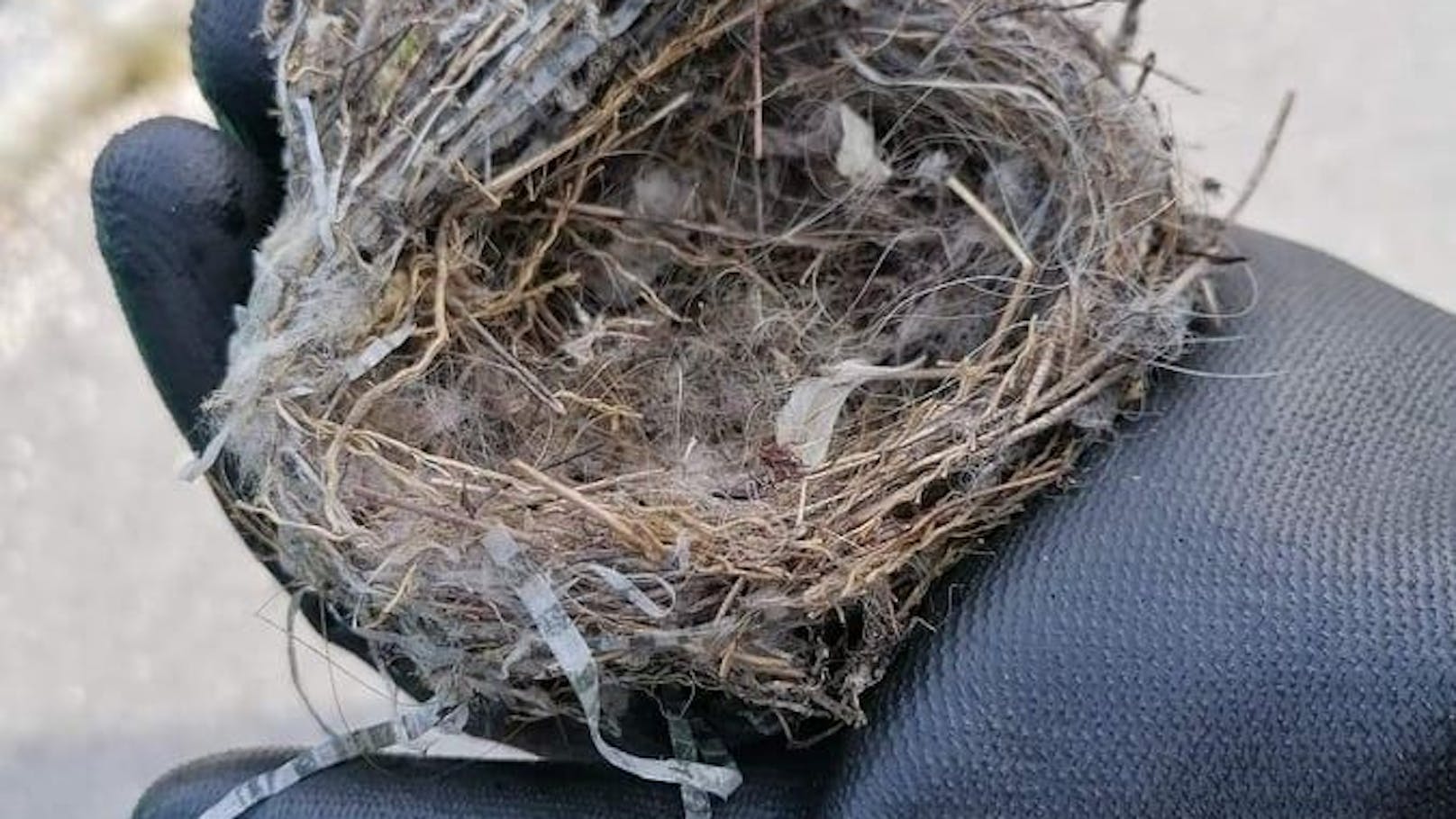 In Traun liegt so viel Müll herum, dass Vögel damit sogar Nester bauen. Doch das kann für die Jungvögel zur tödlichen Gefahr werden.