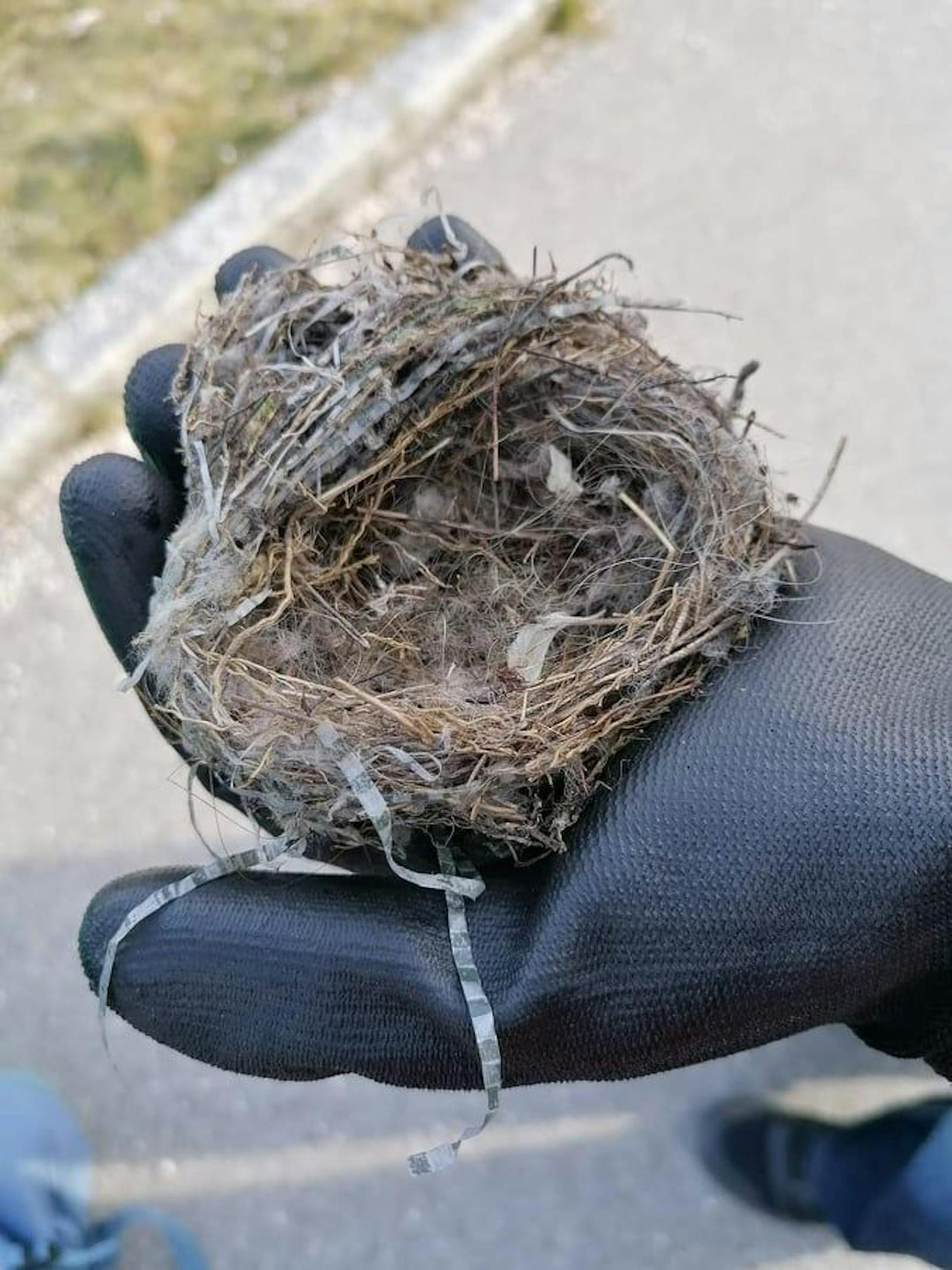 "Müll-Nester" sind tödliche Gefahr für Jungvögel
