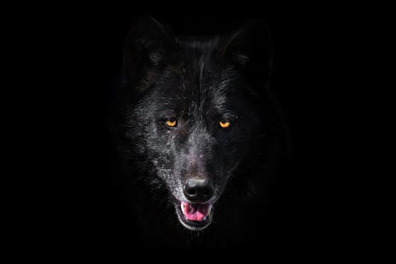 Die Mär des bösen Wolfes hält sich hartnäckig. Experte und Verhaltensforscher Kurt Kotrschal leistet hier Aufklärung. 
