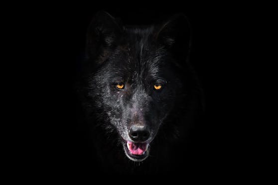 Die Mär des bösen Wolfes hält sich hartnäckig. Experte und Verhaltensforscher Kurt Kotrschal leistet hier Aufklärung.