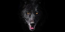 Wer hat Angst vorm "bösen" Wolf? Alle - ohne Grund