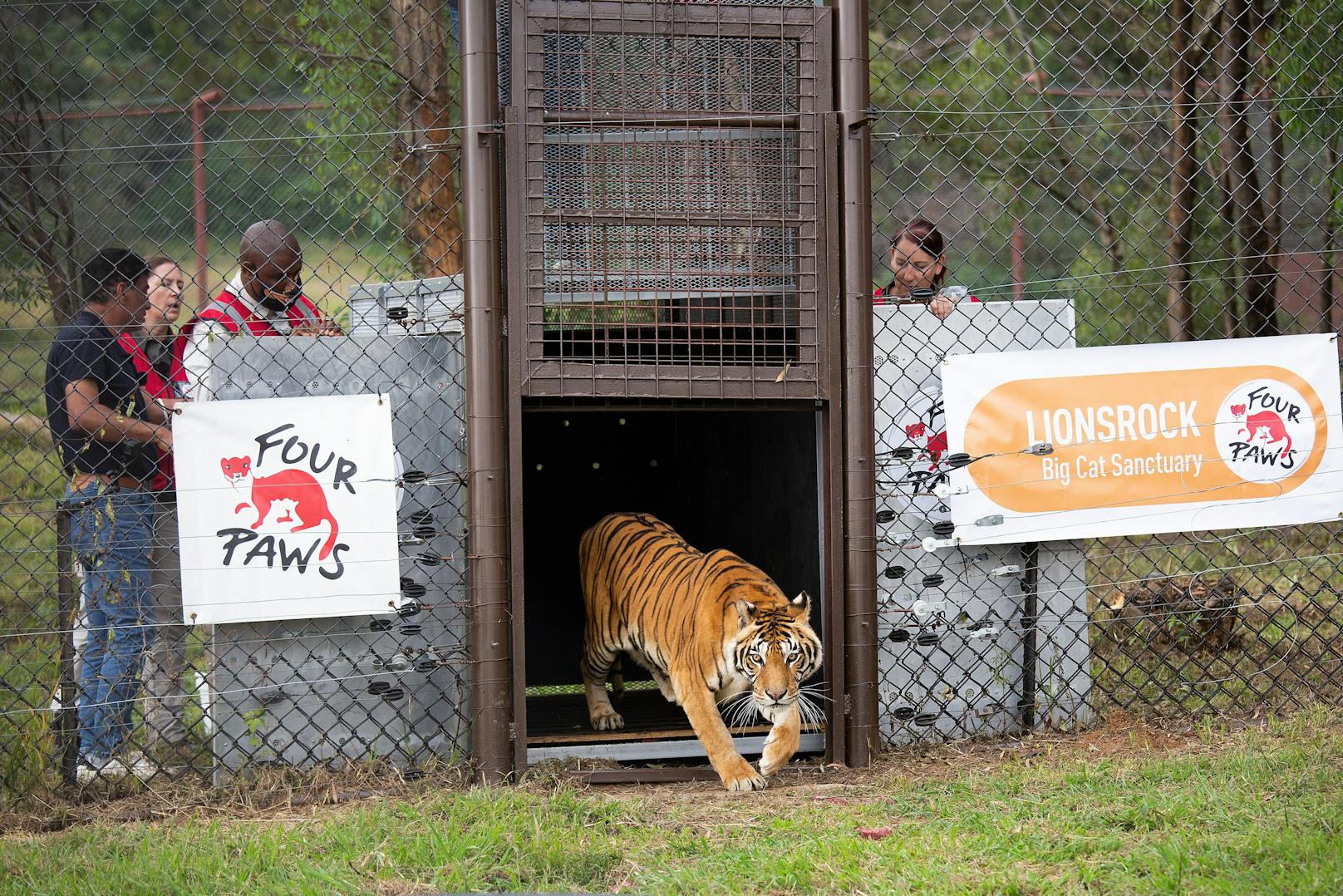 Die vier Zugwaggon-Tiger kamen wohlbehalten im Lionsrock-Großkatzenzentrum von Vier Pfoten in Südafrika an. 