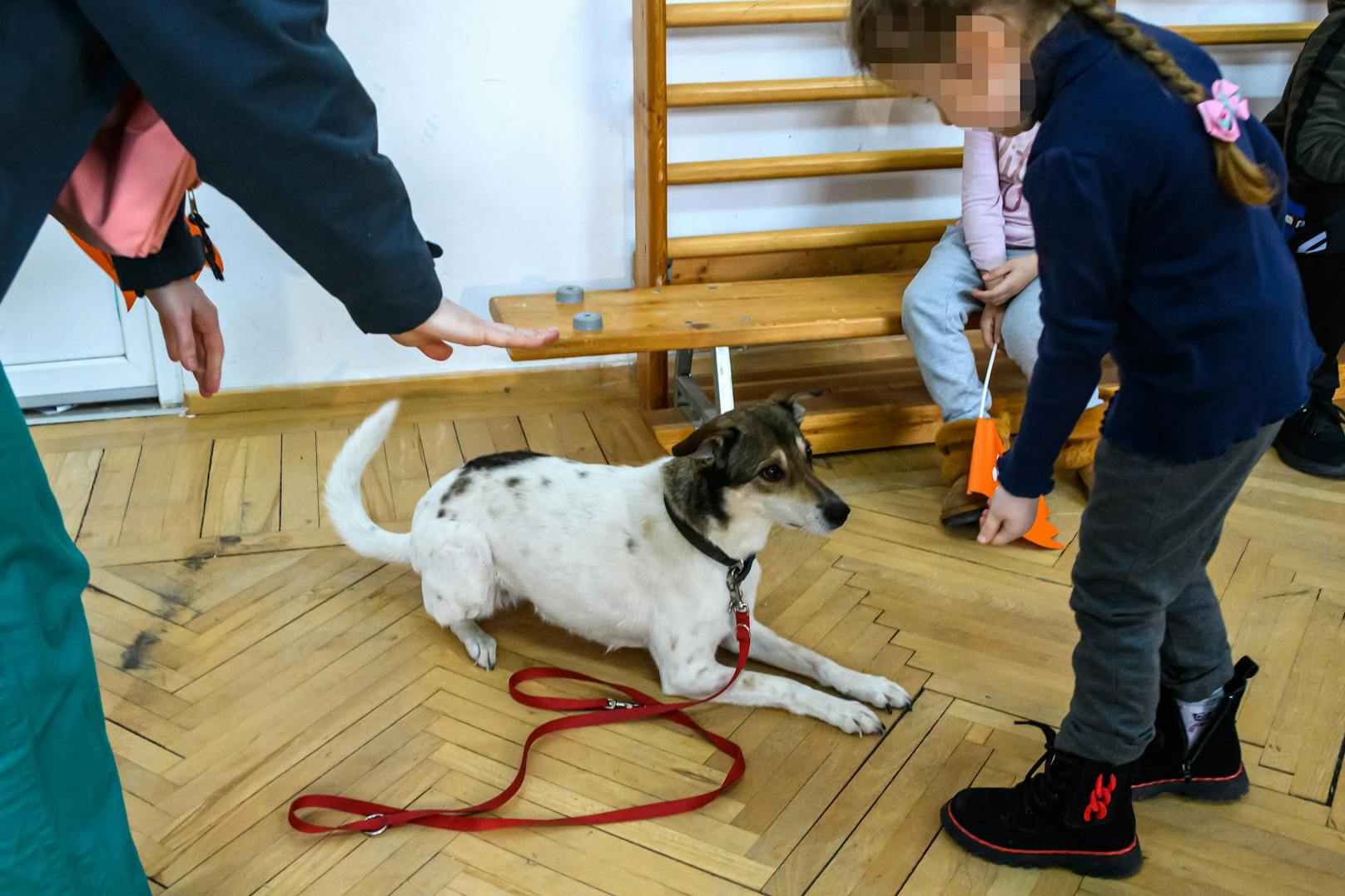 Bei der Ankunft am Bahnhof steht auch ein Team bereit, um die mitgekommenen Haustiere mit Futter, Hunde- und Katzennäpfen, Transportboxen, Leinen, Halsbänder, Spielzeug und Decken zu versorgen