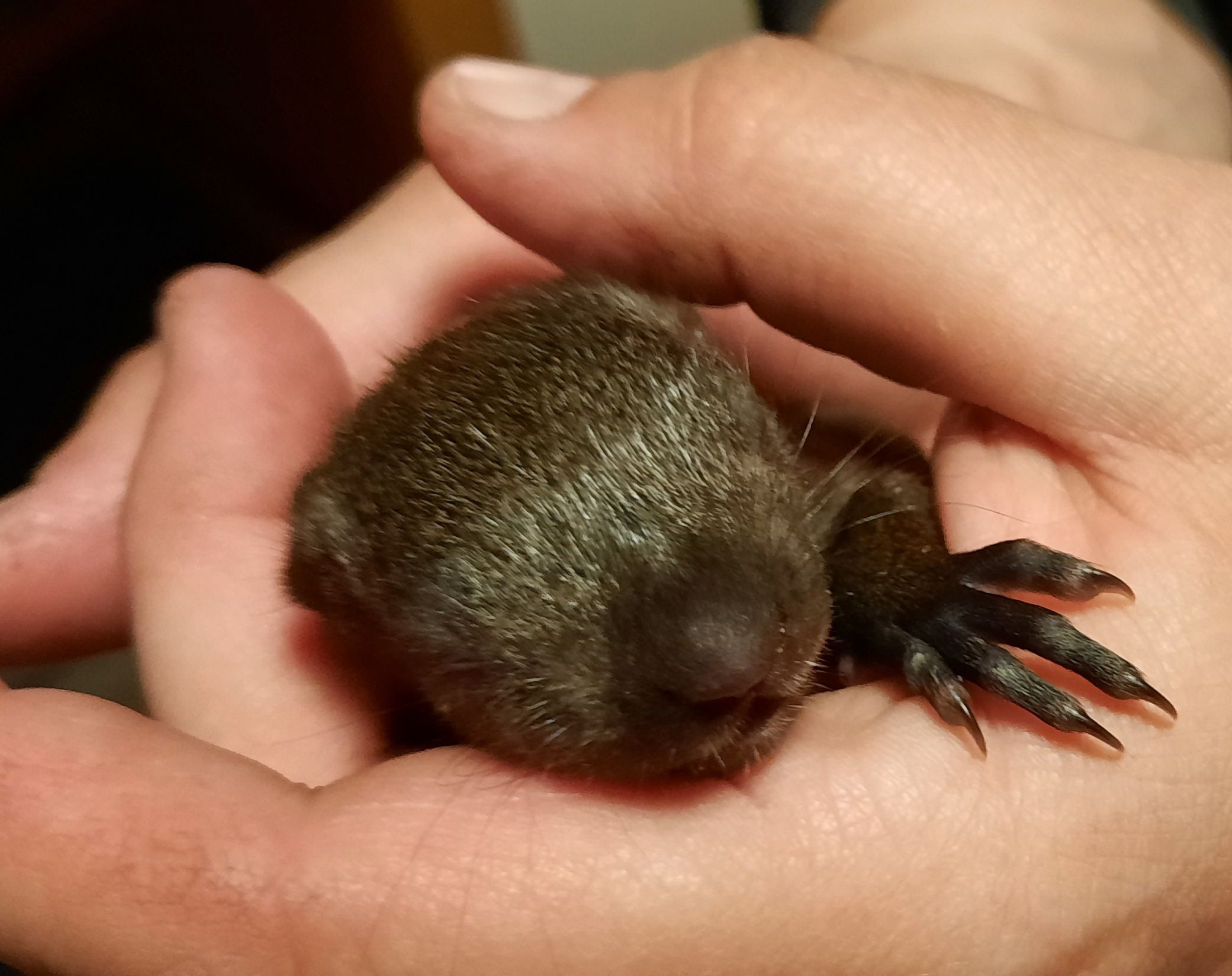 Hier verrät wohl wirklich nur ein fachmännischer Blick, dass dieses kleine Wesen mal ein Eichhörnchen werden soll. 