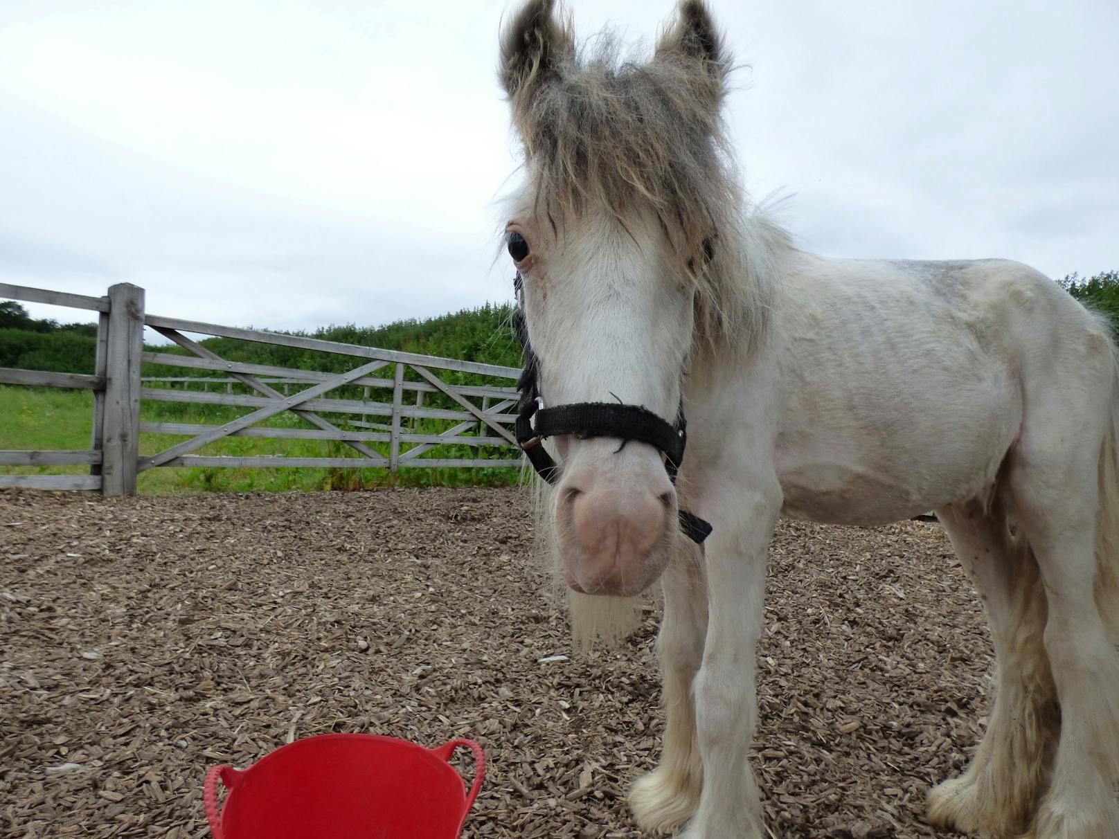 Er lebt nun mit drei weiteren Ponys aus dem Tierschutz bei der liebevollen Familie. 