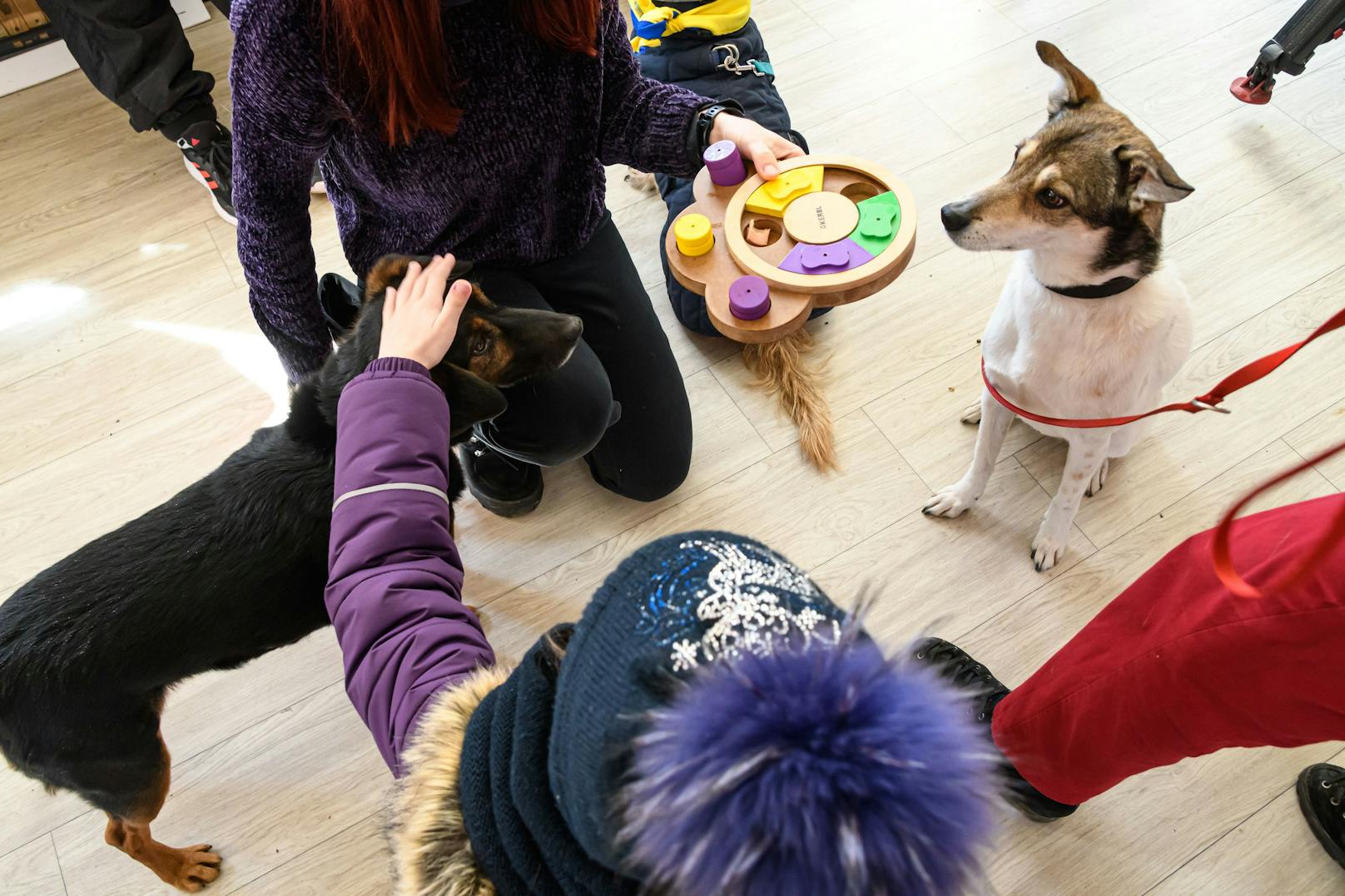 Die Therapiehunde der Vier Pfoten Partnerorganisation in Rumänien, "Animal Society", begrüßen regelmäßig die ukrainischen Familien, die am Bukarester Hauptbahnhof ankommen.