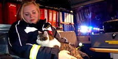 Frau und Katze aus brennender Wohnung gerettet