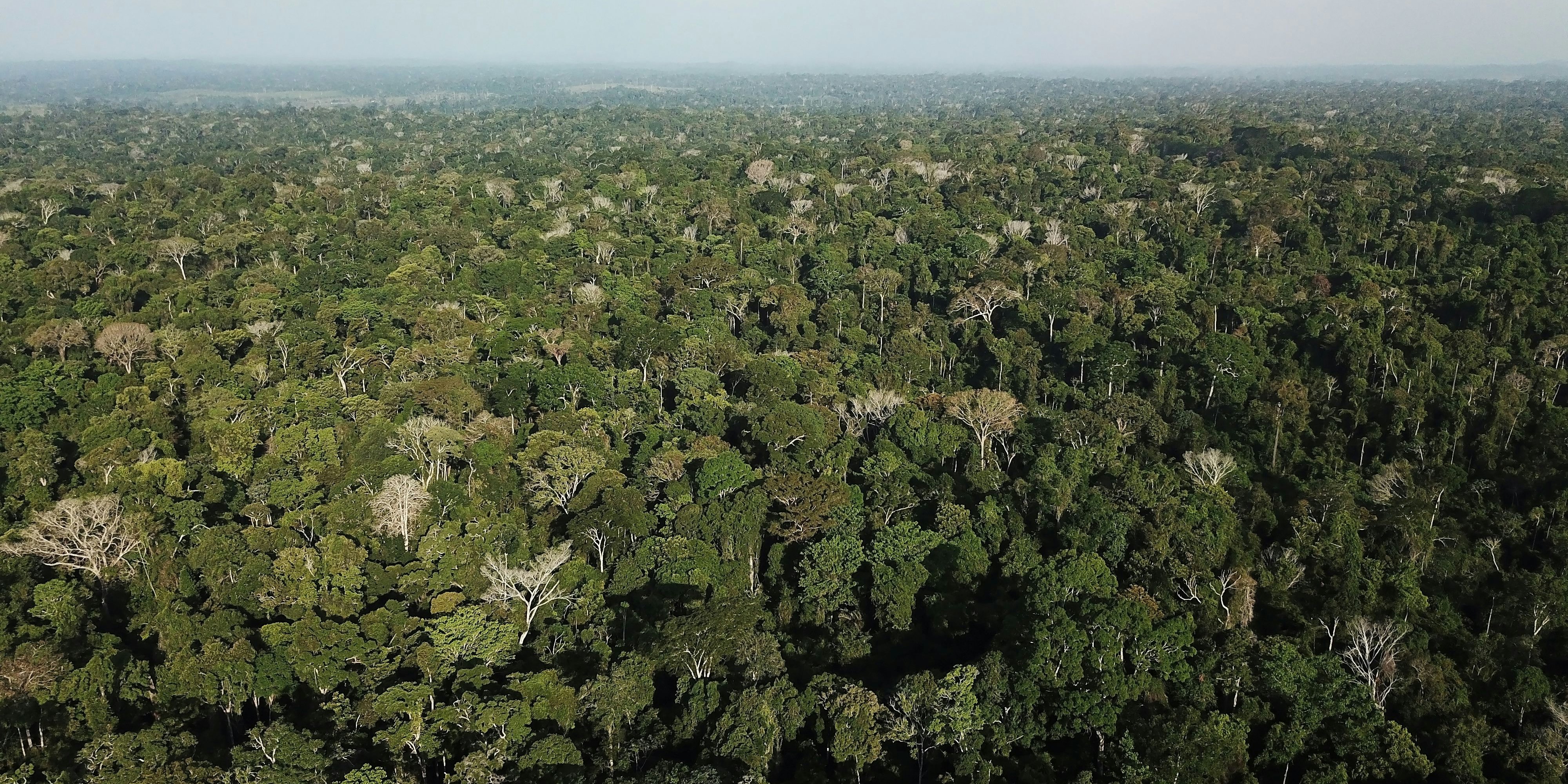 25 Tage lang verbrachten ein 8-jähriger Bub und sein kleiner 6-jähriger Bruder im Amazonas-Regenwald.