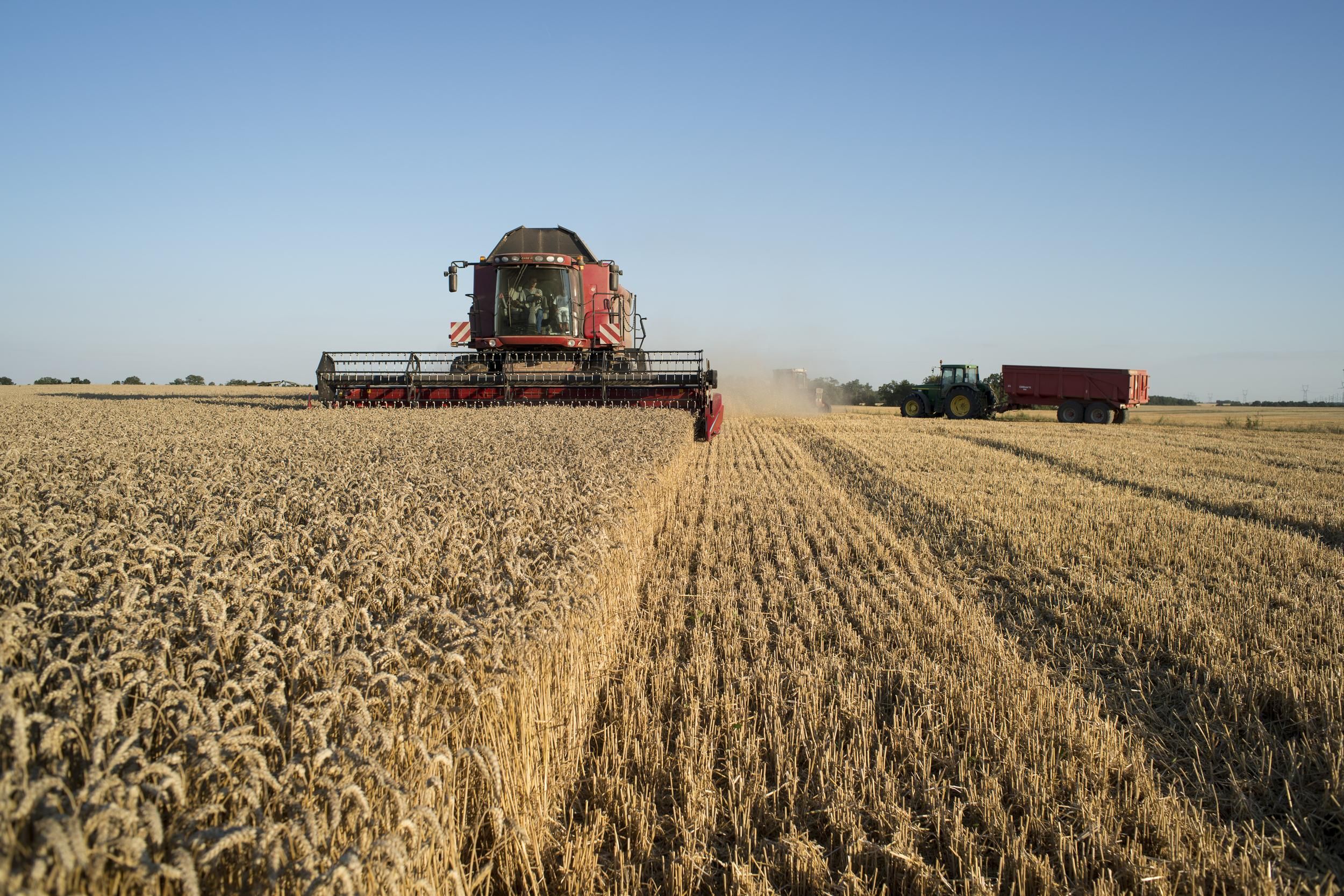 A combine harvester processing a field of wheat. Beauce Moisson d'un champ de blé. Merobert, Essonne.