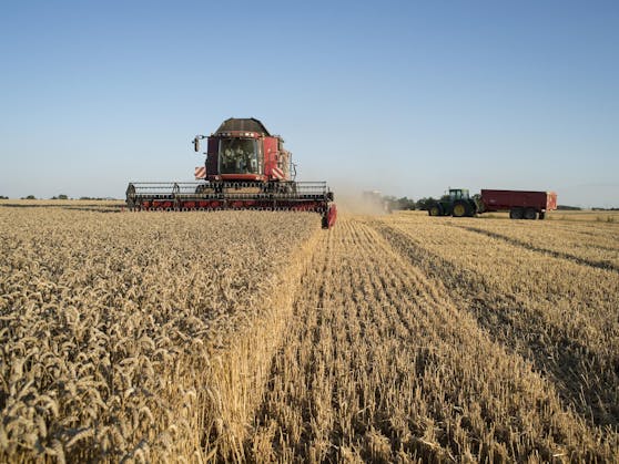 Wenn Europa zehn Prozent seiner Viehbestände reduziere, ließen sich 16 Millionen Tonnen an Weizen verfügbar machen, die ansonsten in Futtertrögen landen würden, rechnet die Umweltorganisation Greenpeace vor.