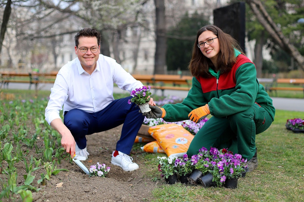 Frühlingsstart in den Wiener Stadtgärten: Heuer blüht Wien vor allem in gelb-orange und pink-weiß, freut sich Klimastadtrat Jürgen Czernohorszky (SPÖ):
