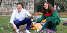 Wien blüht auf: Frühlingsstart in den Stadtgärten